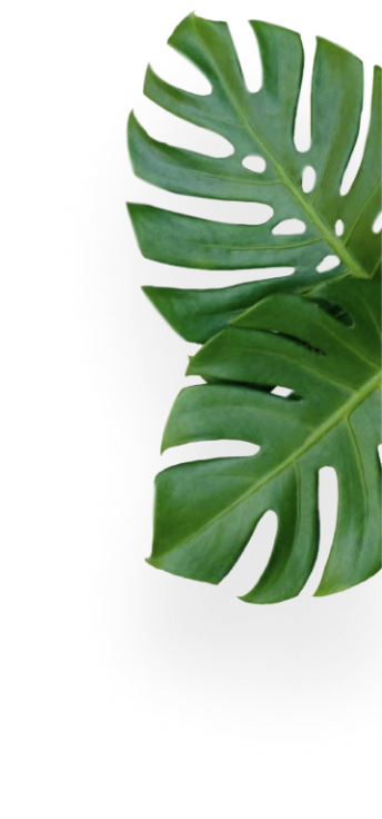 Two large green monstera leaves with natural holes and splits on a white background.