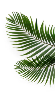 Green palm leaves with detailed long, narrow leaflets on a white background.