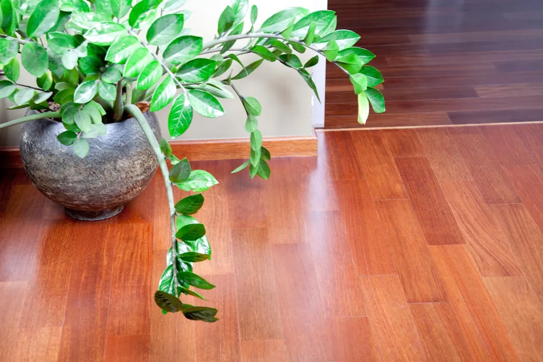 a beautiful hardwood floor next to a healthy houseplant - humidifier installation kansas city mo