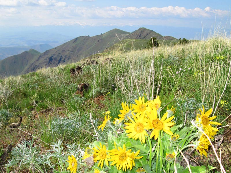 A hillside covered in Arrowleaf Balsom root.