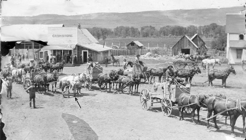 I was wrong about the photo featured a couple weeks ago of the McMahan & Peters store. That store wasn’t built yet when the Signal credited ‘the artist’ with a photo. I’m now convinced this is the ‘artist’ photo taken in June of 1895. It has the freighters in the foreground that the newspaper referred to; they were transporting the first gold dredge to be taken into Warren. McMahan’s ‘Cash Store’ is in the background. He bought it from John Peters. After the new Peters & McMahan store was built in 1896, I think the old Cash Store was used for storage. The Moser Hotel is just visible on the right edge of this photo. The arrow points to blacksmith Mark Winkler who is working on replacing (or reattaching) a shoe on one of the horses in this team. The blacksmith shop was just out of sight to the left.