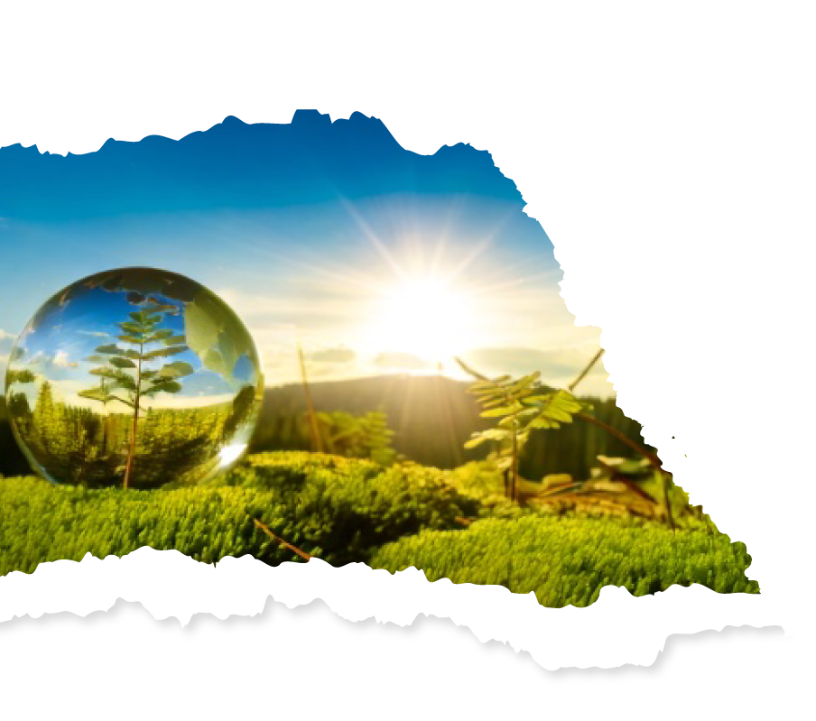 Plataforma NFTree para calcular y compensar la huella de carbono