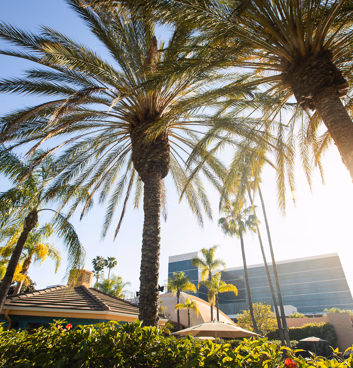 Tall palm trees towering over a sunny outdoor area with umbrellas, lush greenery, and modern buildings in the background.