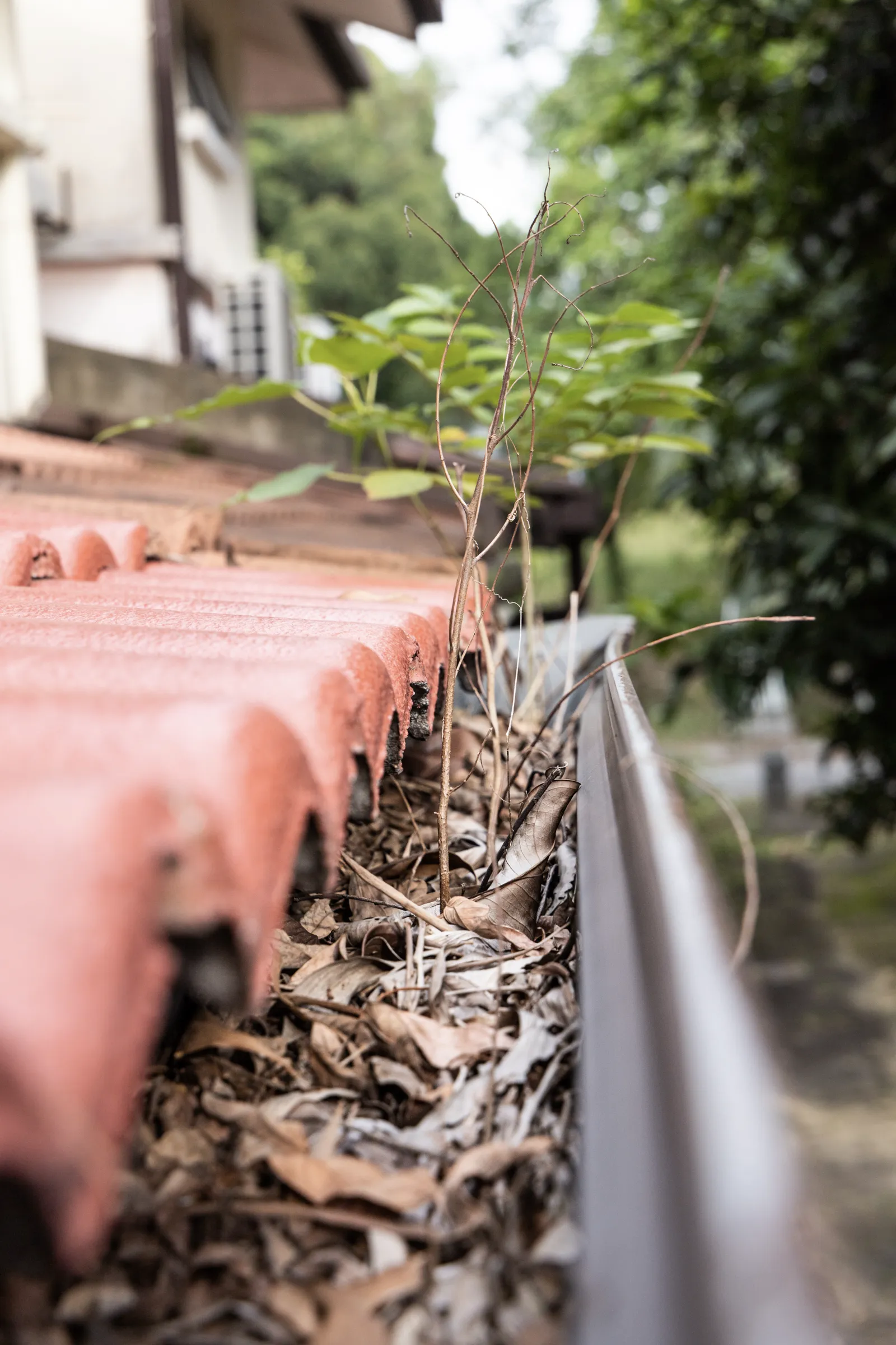Tukossa oleva sadevesikouru täynnä kuivia lehtiä, oksia ja pieniä kasveja, punainen tiilikatto näkyy osittain, taustalla rakennus ja vihreää kasvillisuutta, päivänvalo.
