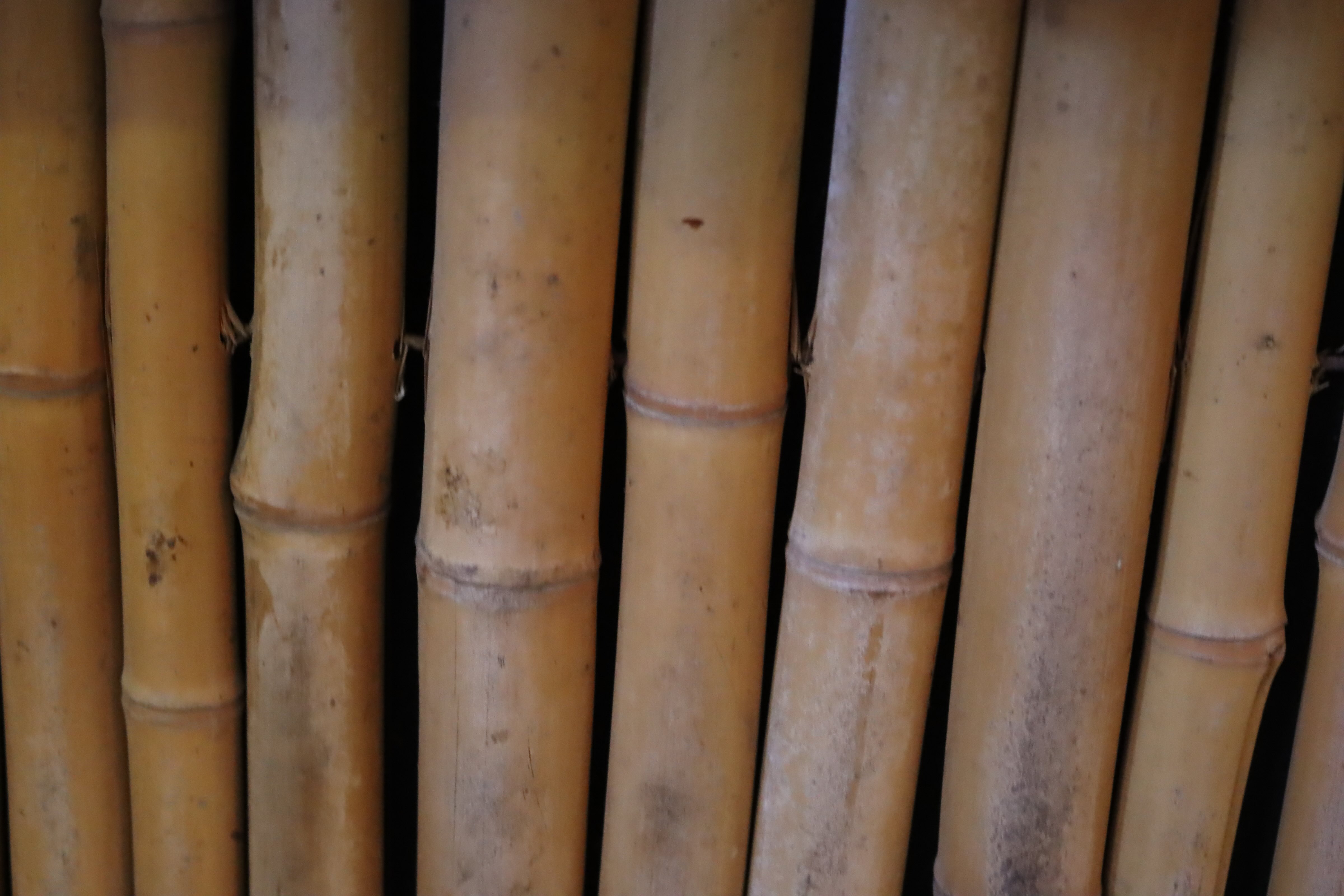 Raw bamboo from Original Crab Shack image 