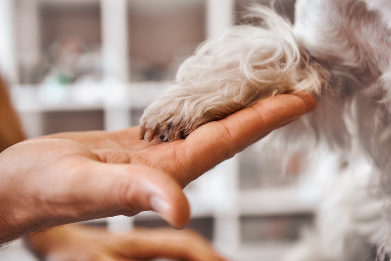 image of veterinary services for animals
