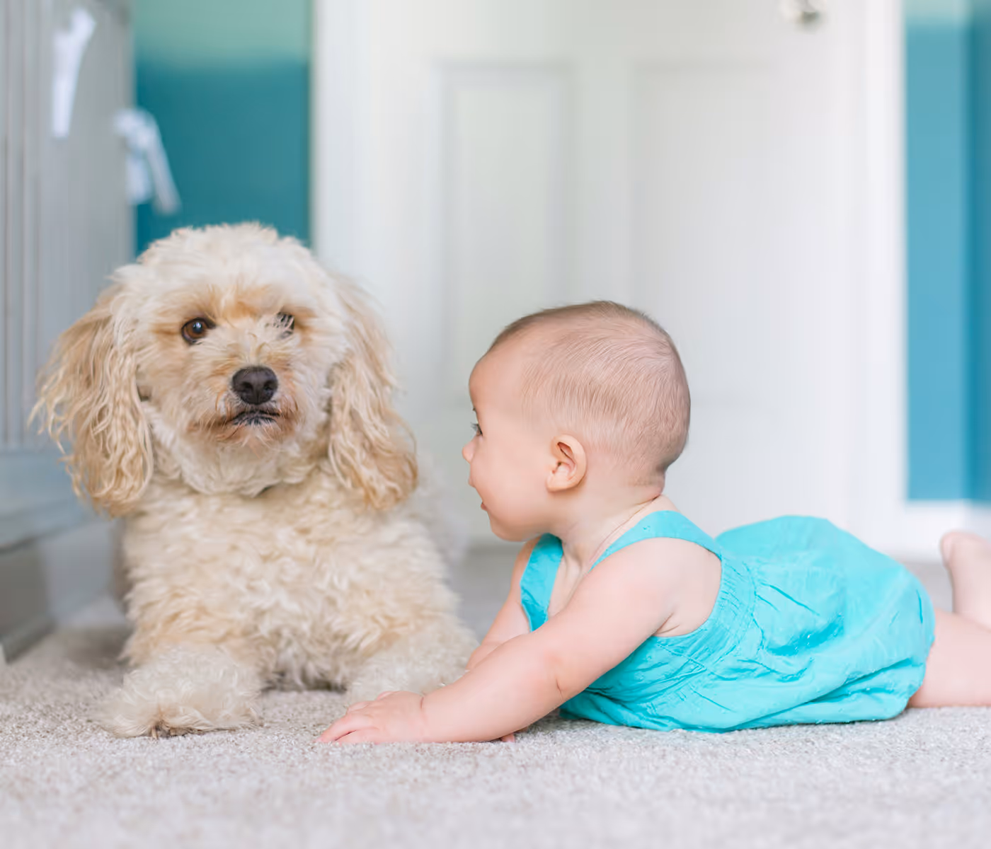 White fluffy dog and baby lying on clean carpet