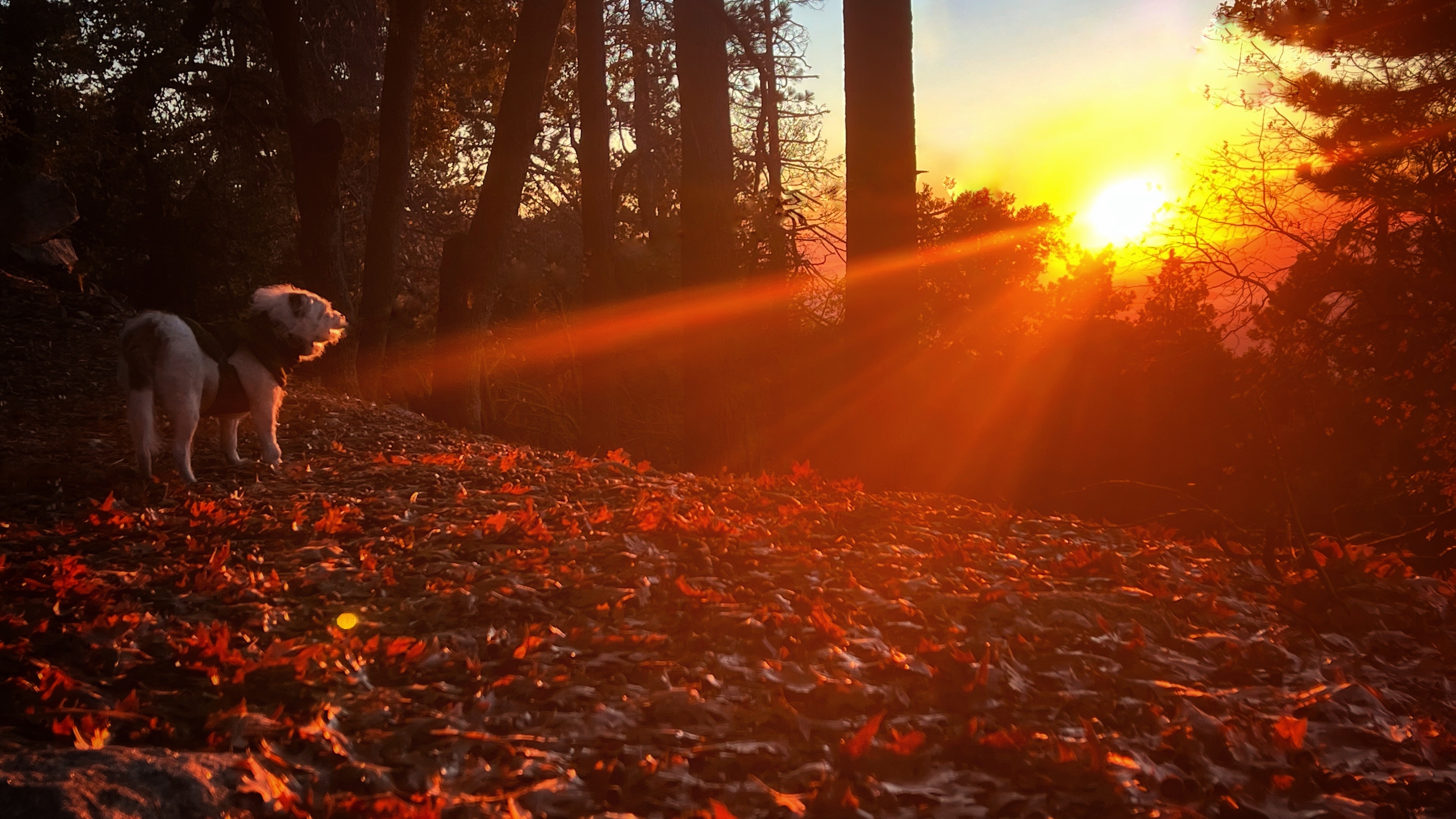 Sunlight shining through a quiet forest, representing EMDR trauma therapy and healing
