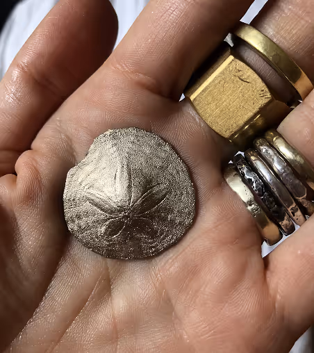Hand holding a silver sand dollar coin with several rings on fingers.