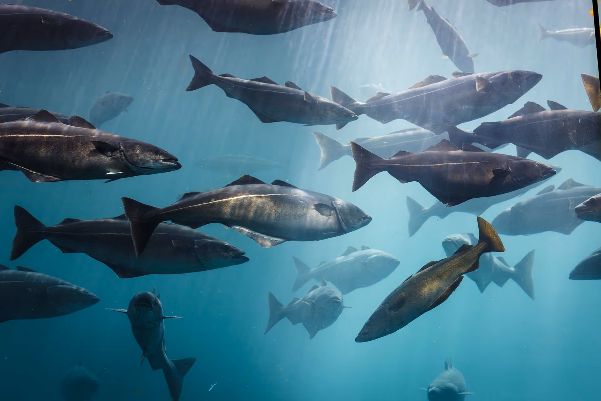 En skole med store, sølvgrå laks som svømmer i klart, blått vann under vannoverflaten.