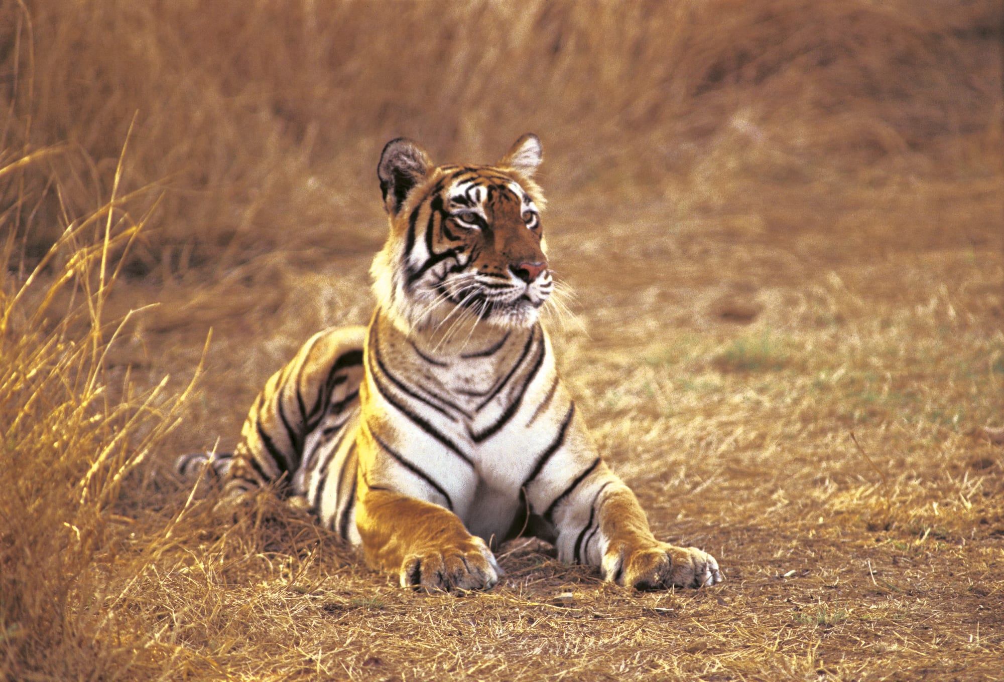 The Oberoi Vanyavilas in Ranthambore NP: The Oberoi Vanyavilas
