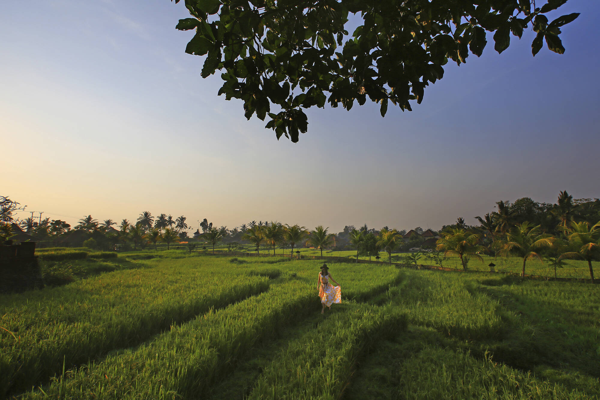 Wapa di Ume Resort & Spa Ubud in Zentral-Bali | Ubud: Wapa di Ume Resort and Spa Ubud - Reisfeld