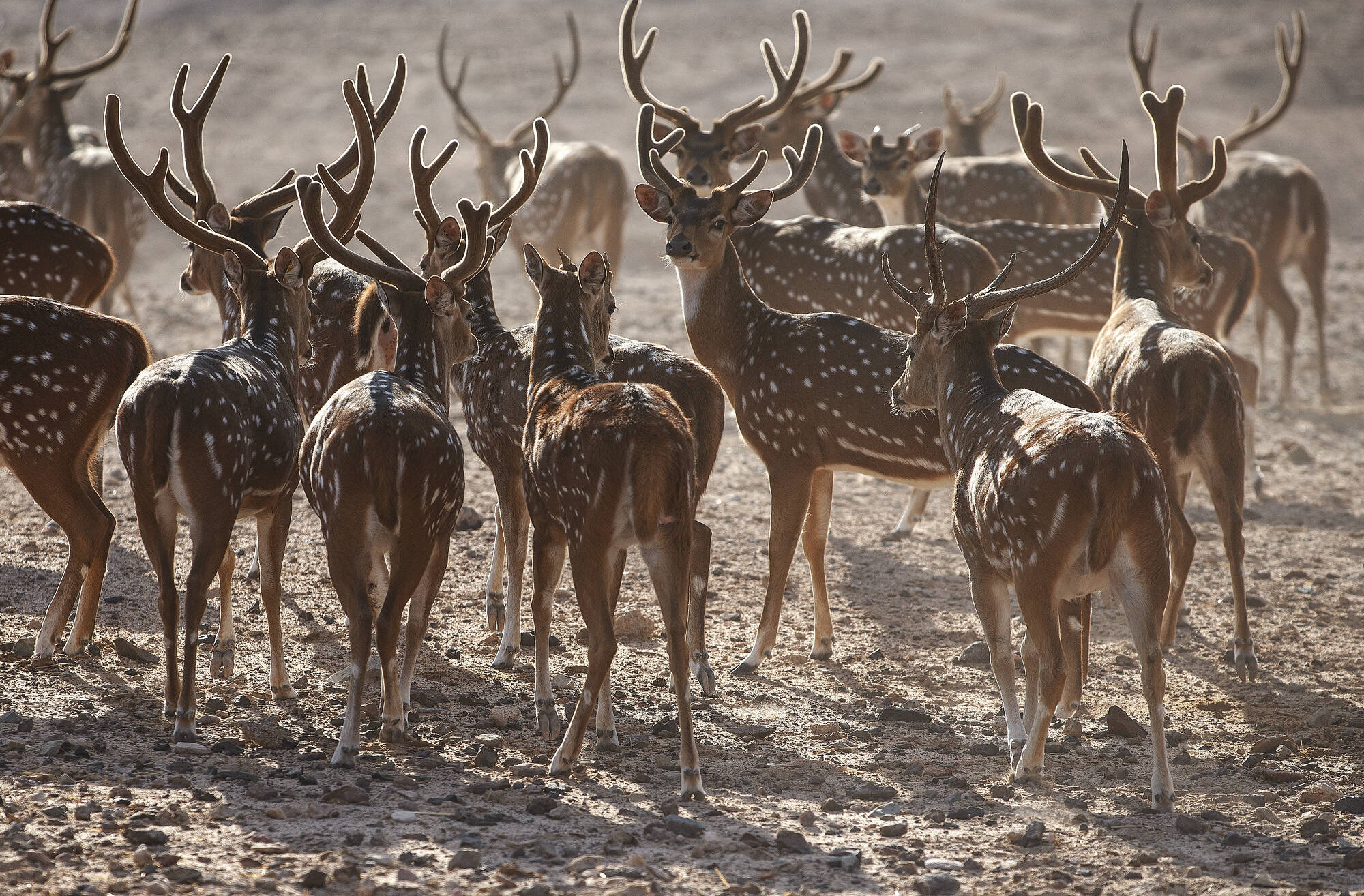 Anantara Desert Island Resort & Spa in Sir Bani Yas: Anantara Desert Island Resort and Spa
