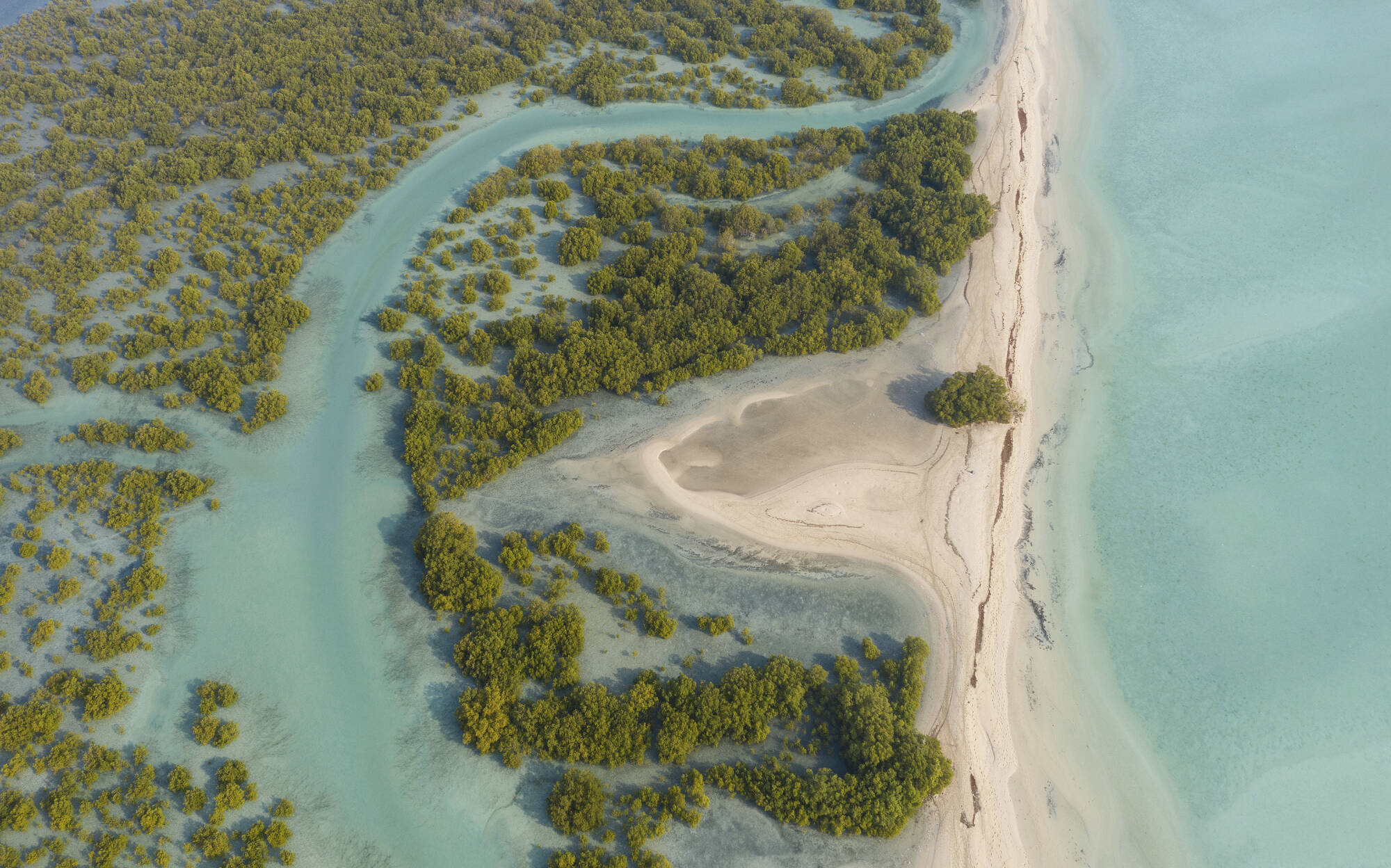 Anantara Desert Island Resort & Spa in Sir Bani Yas: Anantara Desert Island Resort and Spa - Lagoon Mangroves