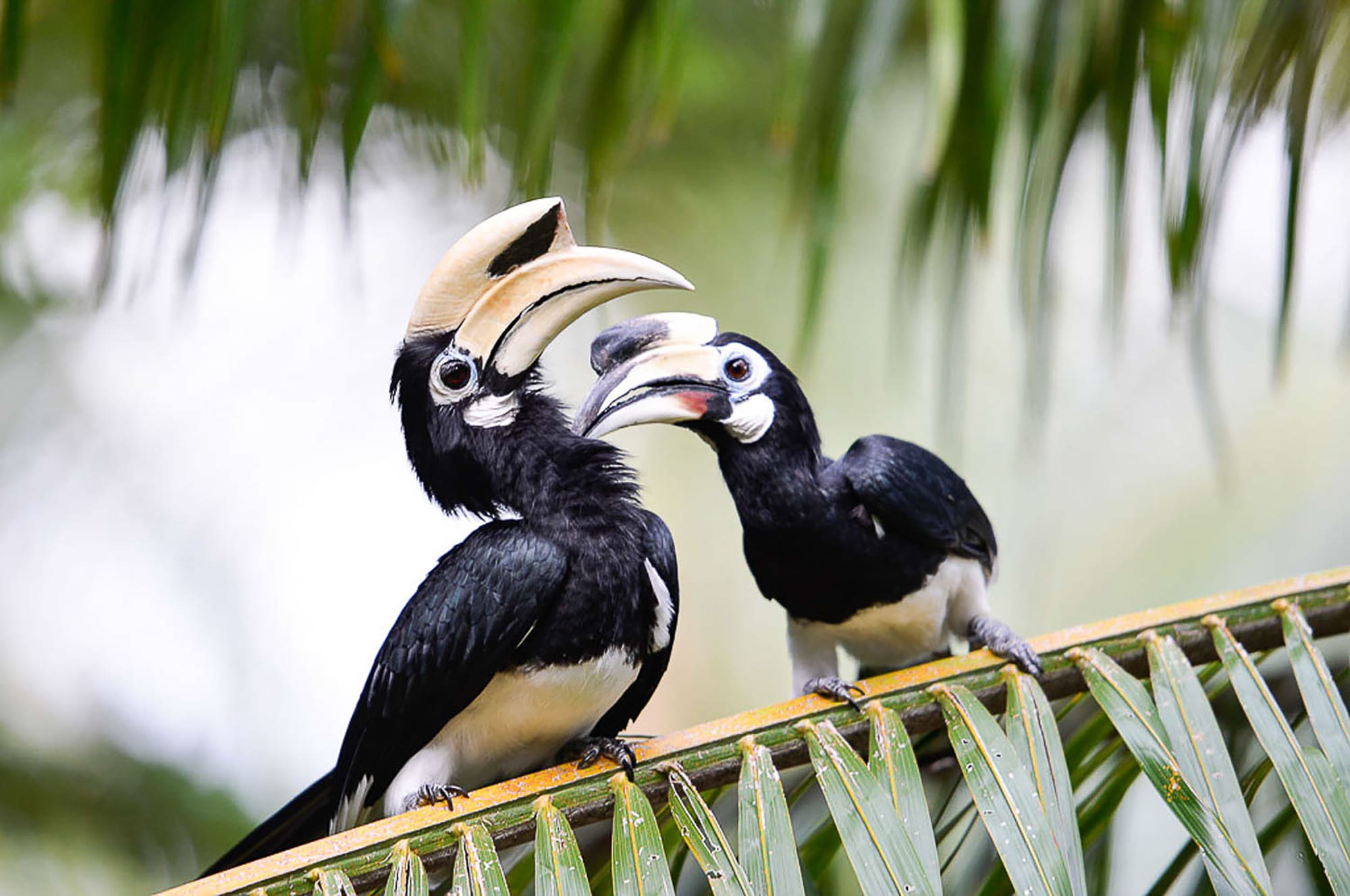 Paradise Koh Yao in Ko Yao: Thailand Ko Yao Hornbills
