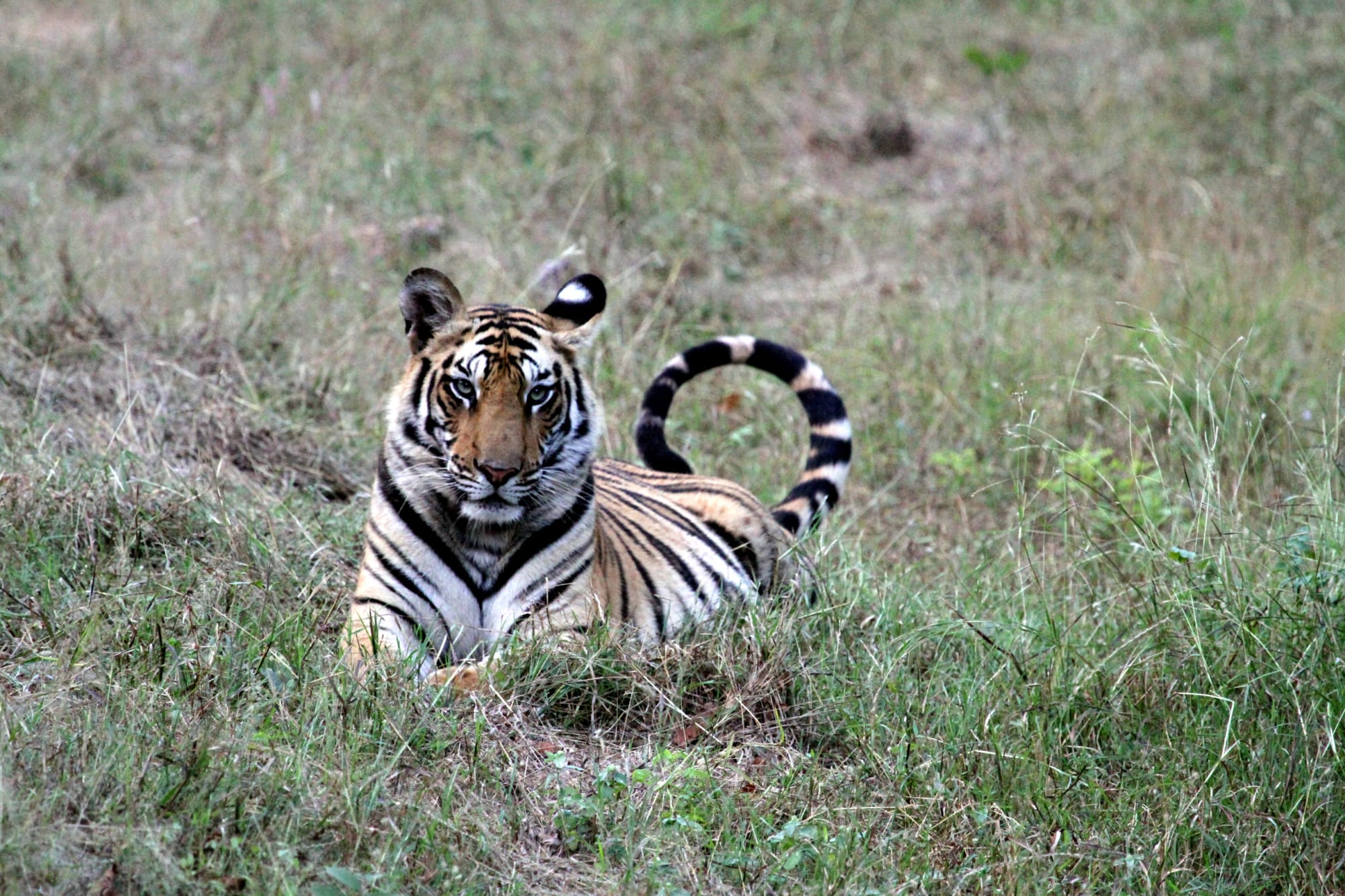 Samode Safari Lodge in Madhya Pradesh | Khajuraho: Indien Samode Safari Lodge