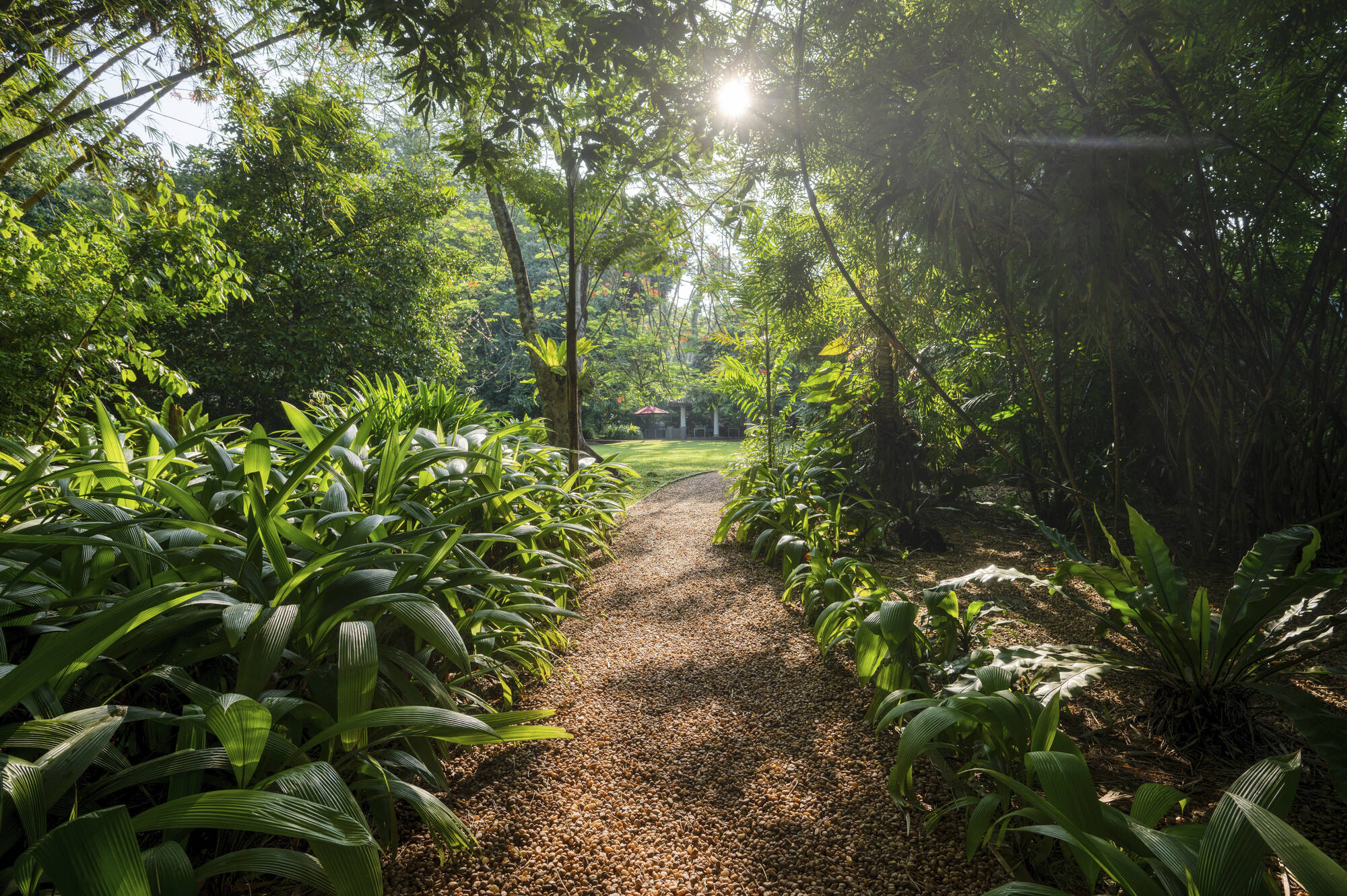 Wallawwa in Colombo: Sri Lanka Wallawwa Garten