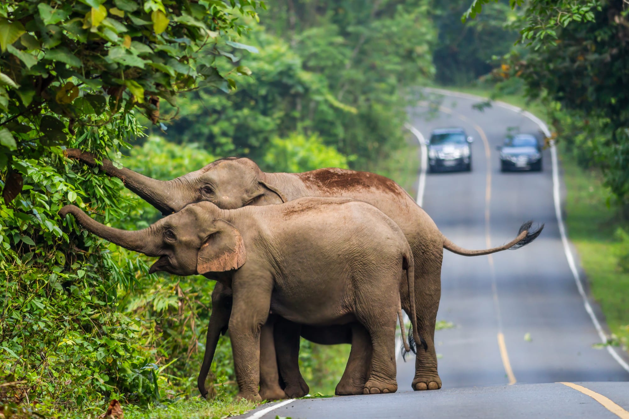 Natur & Kultur rund um Bangkok: Thailand Khao Yai Nationalpark Elefanten