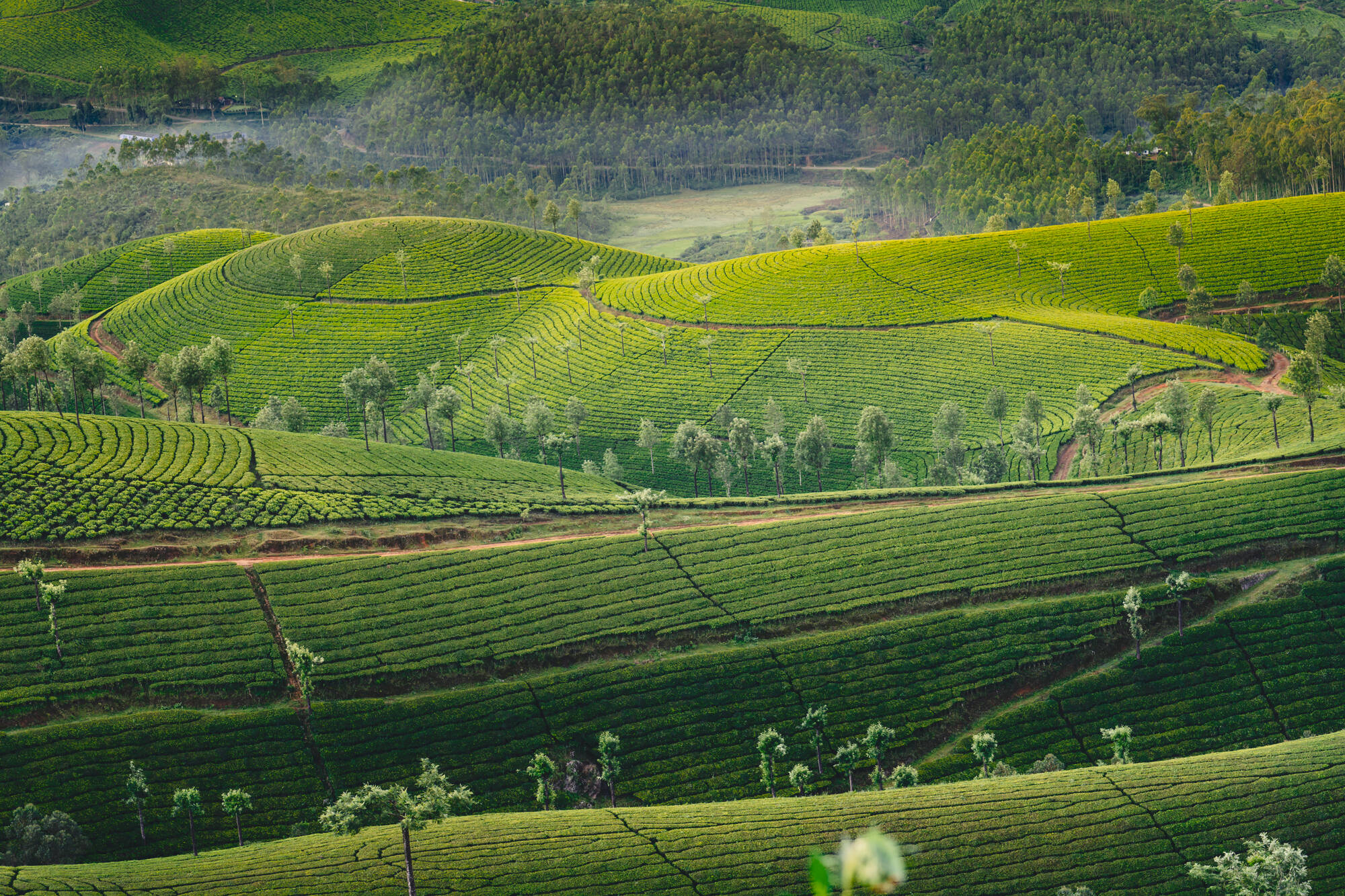 Traumhaftes Kerala ab Kerala | Malabarküste | Kochi: Indien Kerala Munnar