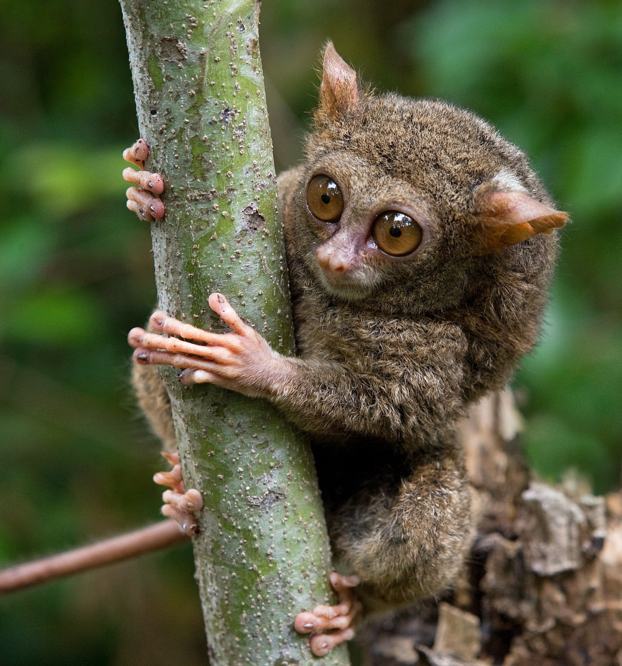 Im Hochland der Minahasa ab Manado: Indonesien Sulawesi Tarsier