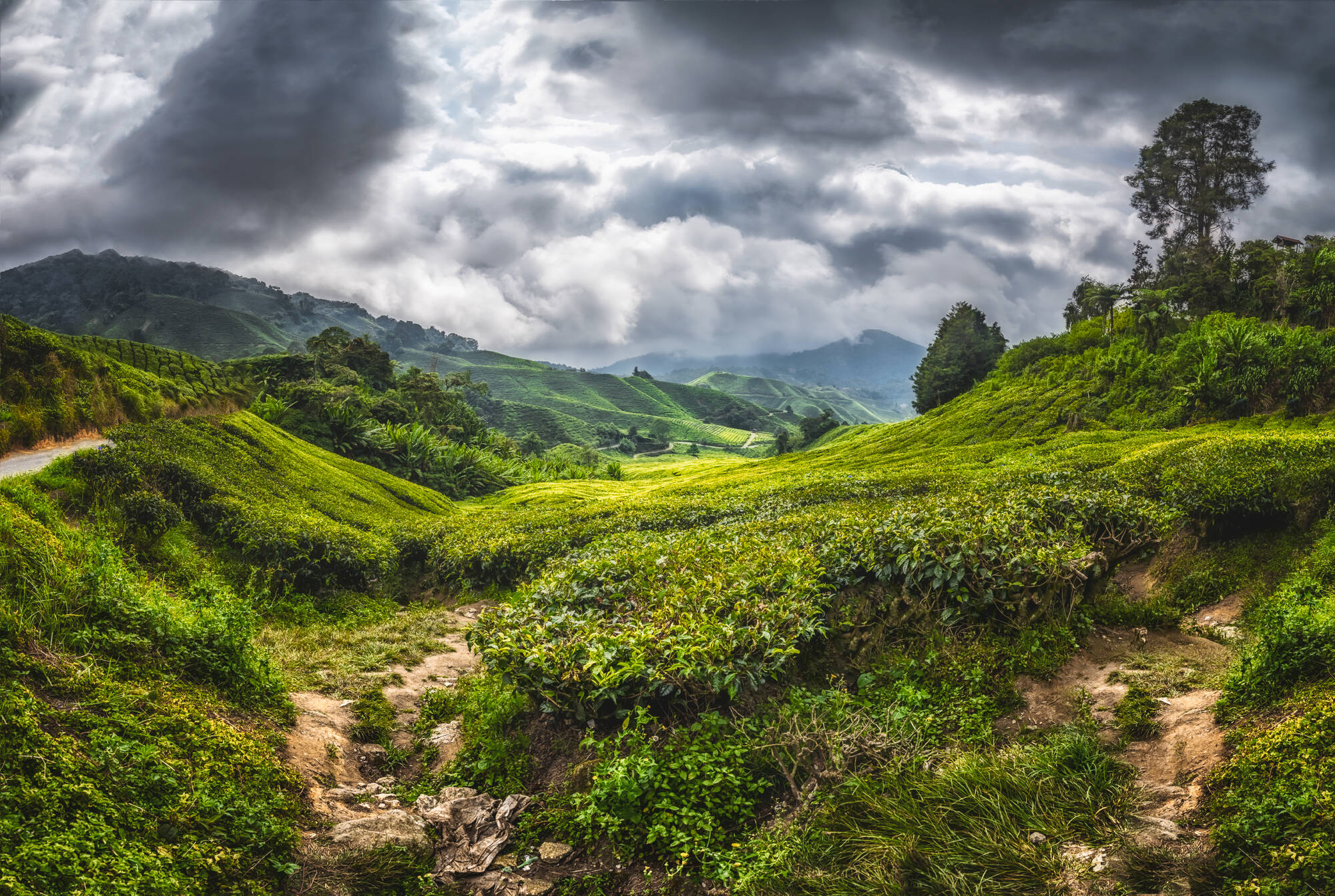 Cameron Highlands ab Kuala Lumpur: Malaysia Cameron Highlands