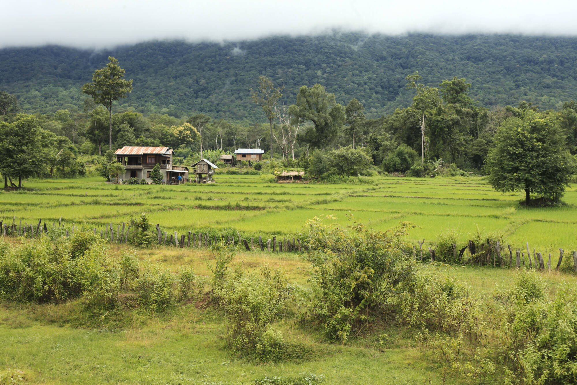 Natur & Kultur Süd-Laos ab Pakse: Laos Suedlaos Bolaven Plateau