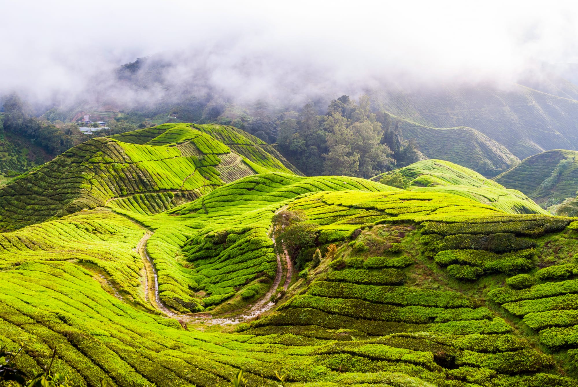Cameron Highlands ab Kuala Lumpur: Malaysia Cameron Highlands