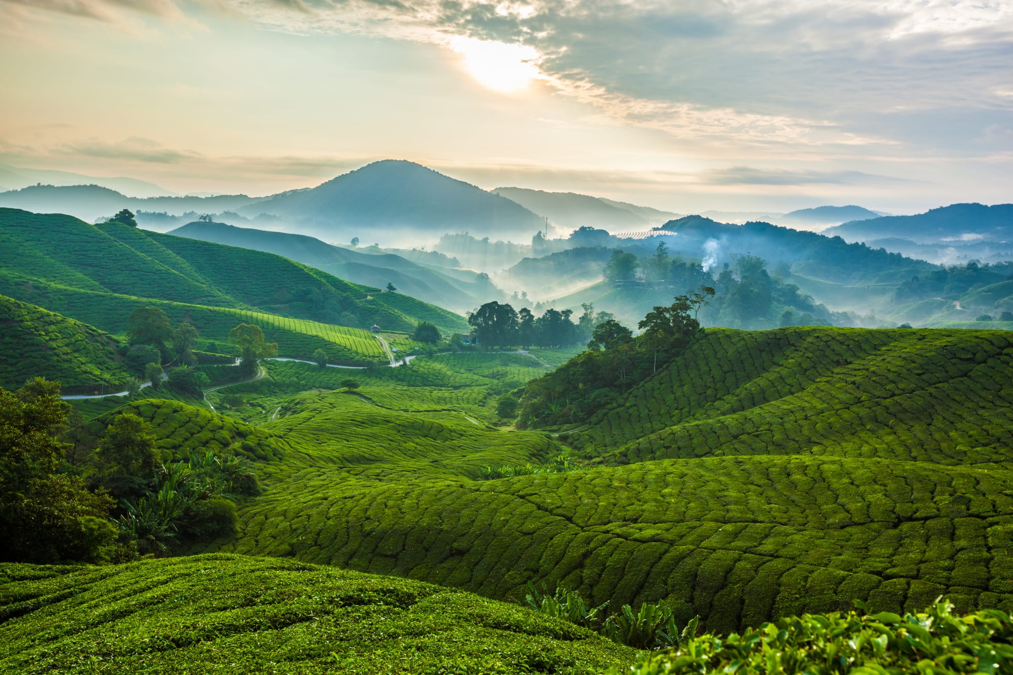 Überland von Kuala Lumpur bis Penang: Malaysia Cameron Highlands