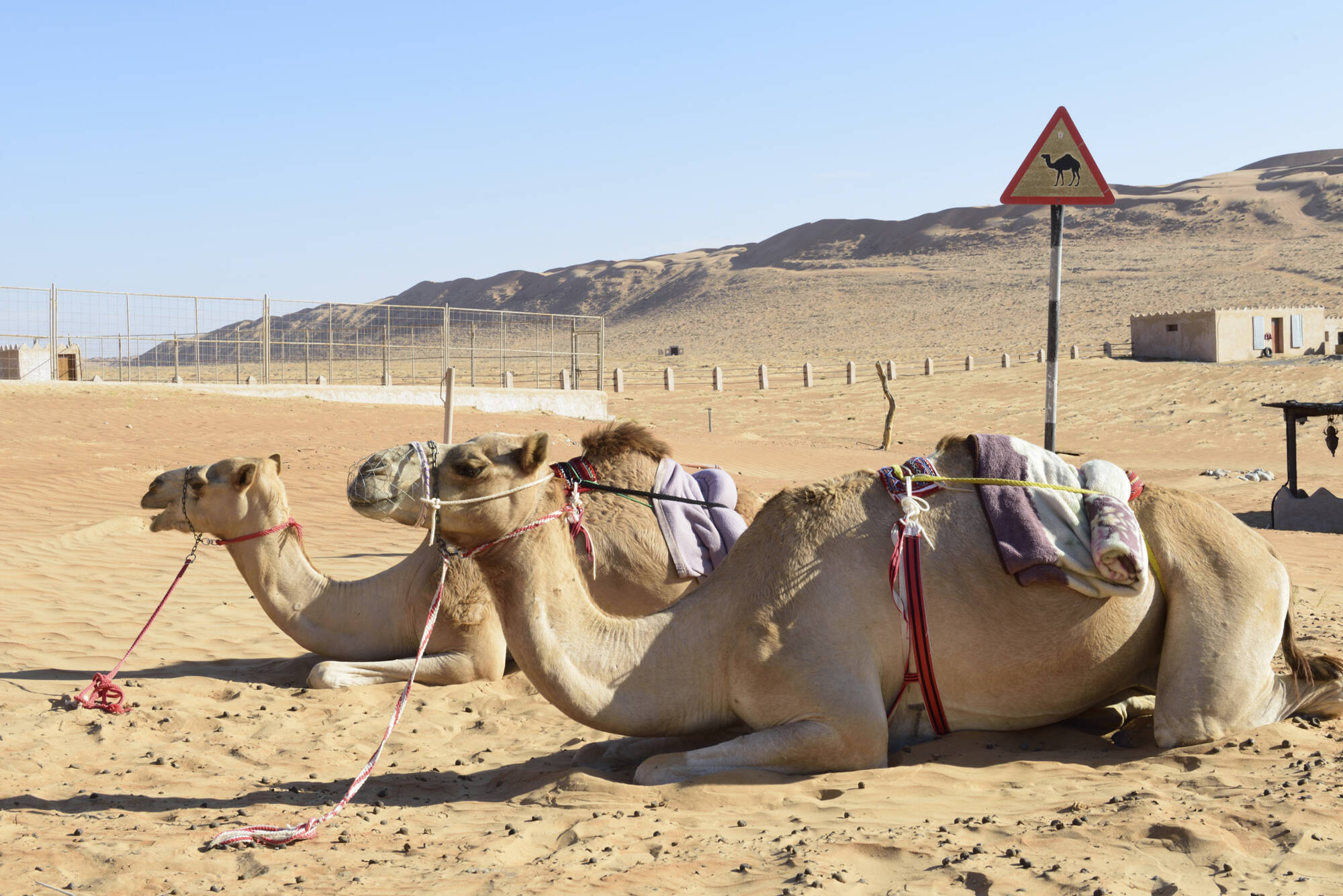 Natur & Kultur Oman ab Muscat: Oman Wahiba Sands Kamele