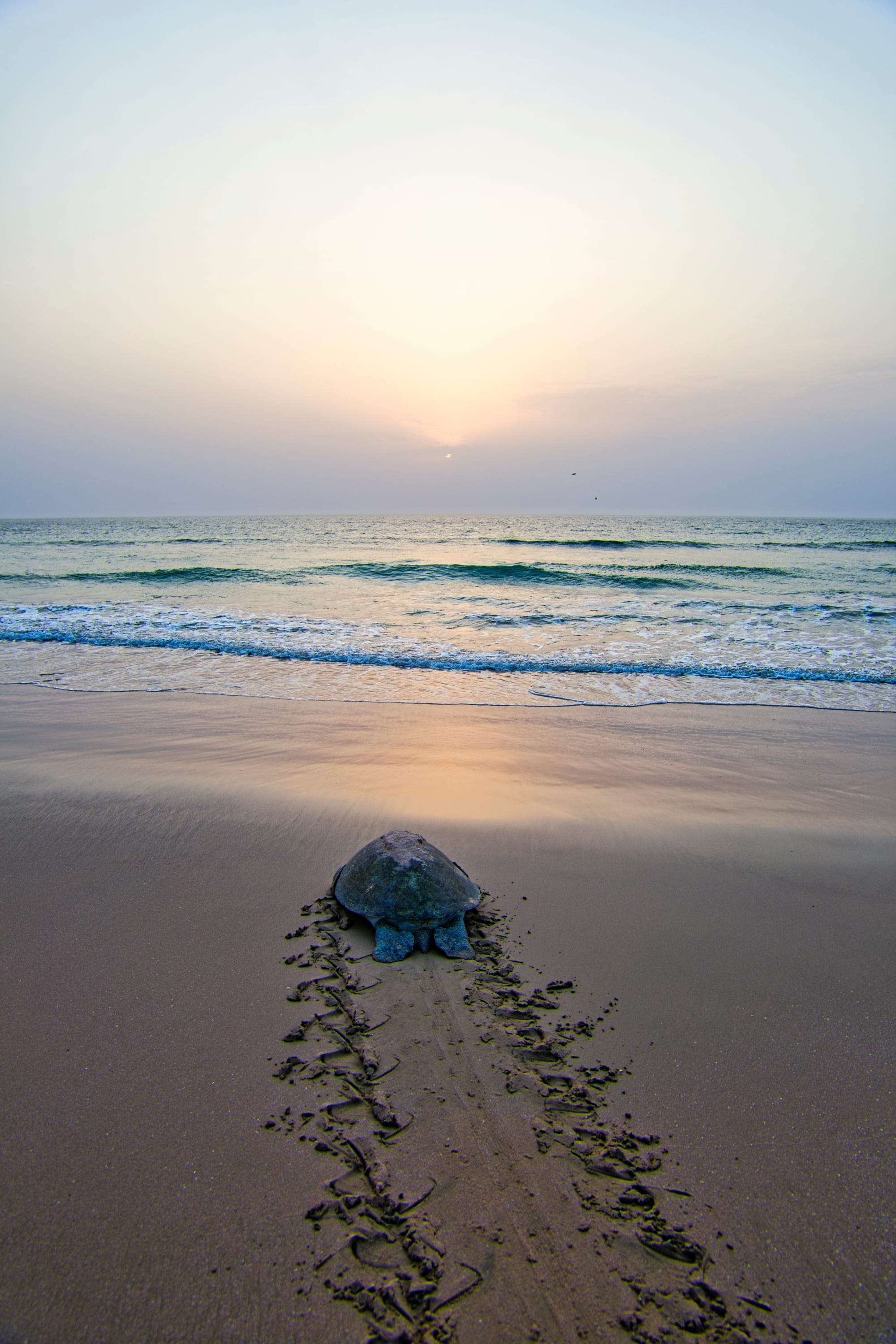 Familienabenteuer Oman ab Muscat: Oman Ras al Hadd Schildkröte