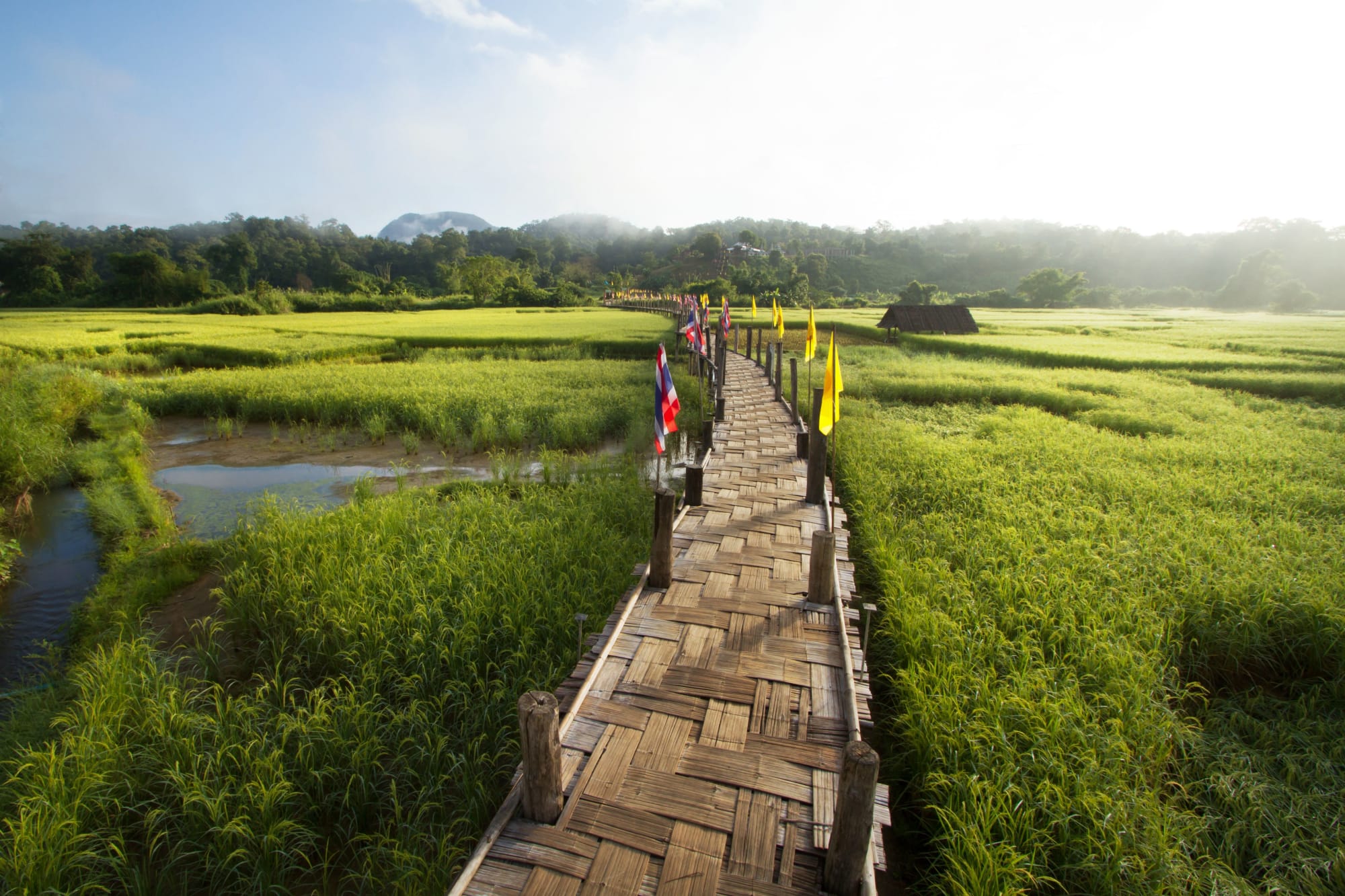 Mietwagenreise Mae Hong Son ab Chiang Mai: Thailand Mae Hong Son Reisfeld