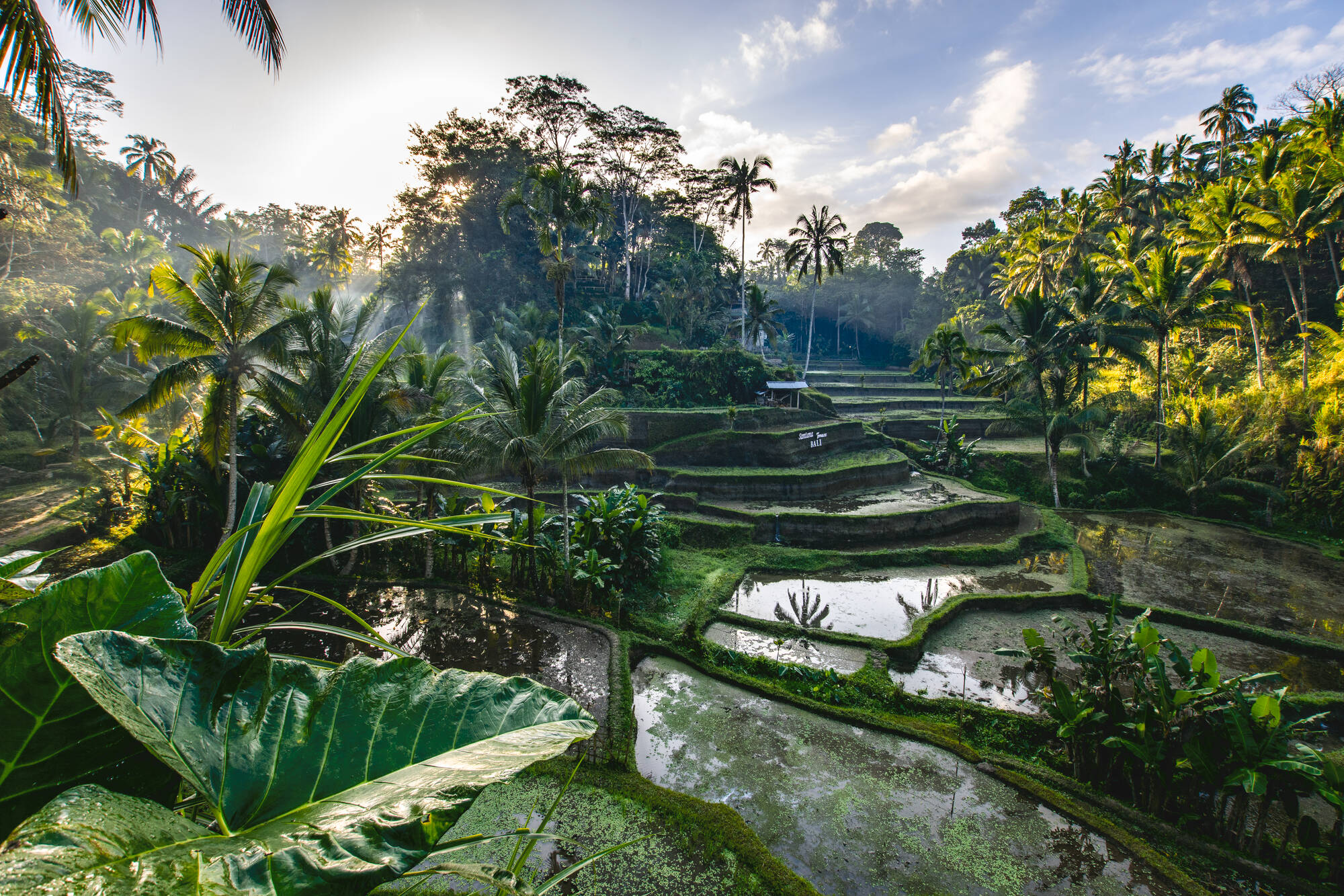Höhepunkte Balis ab Süd-Bali: Indonesien Bali Ubud Reisterrassen