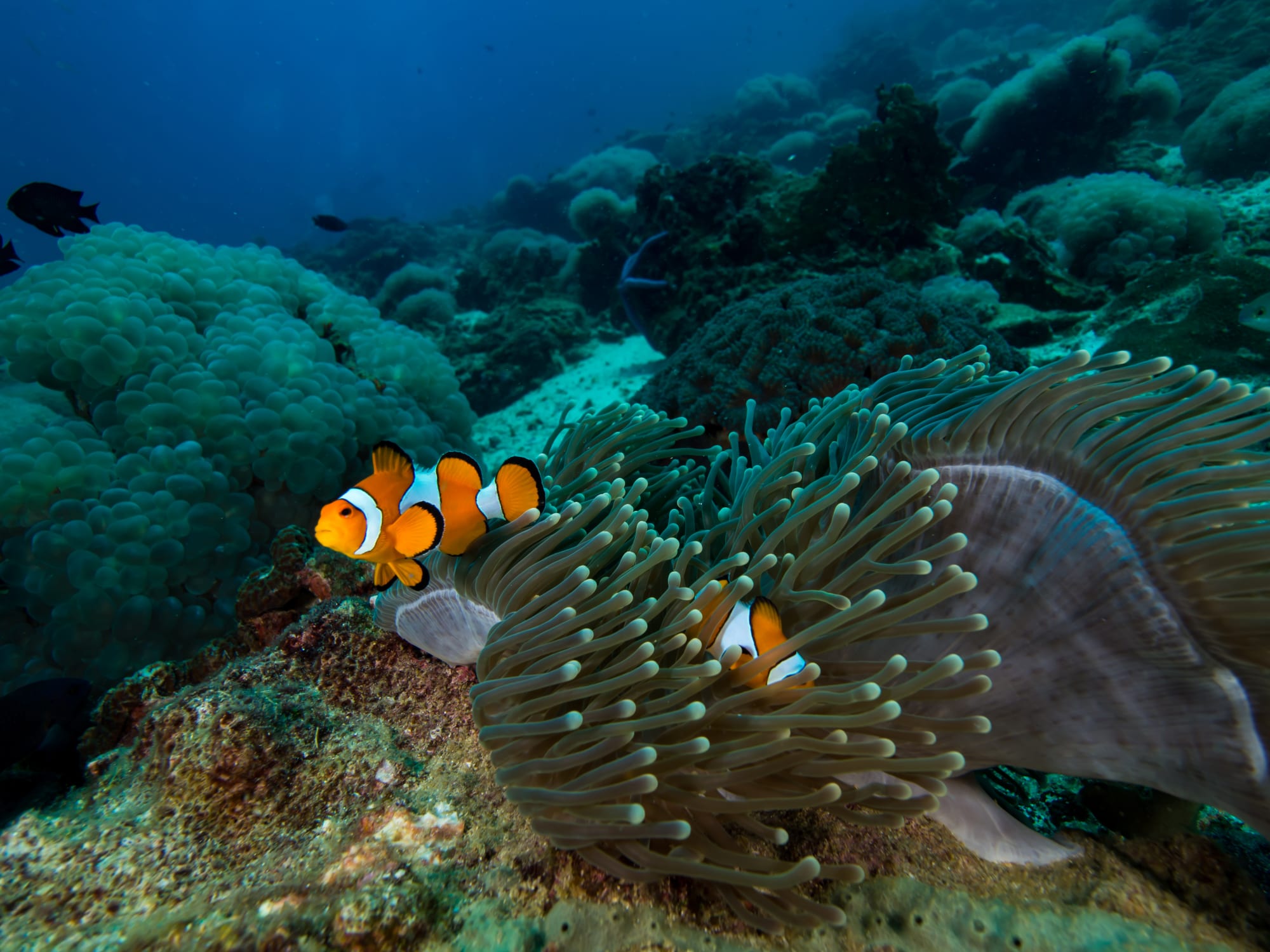 Inselhüpfen Südthailand ab Krabi: Thailand Unterwasserwelt Clownfisch
