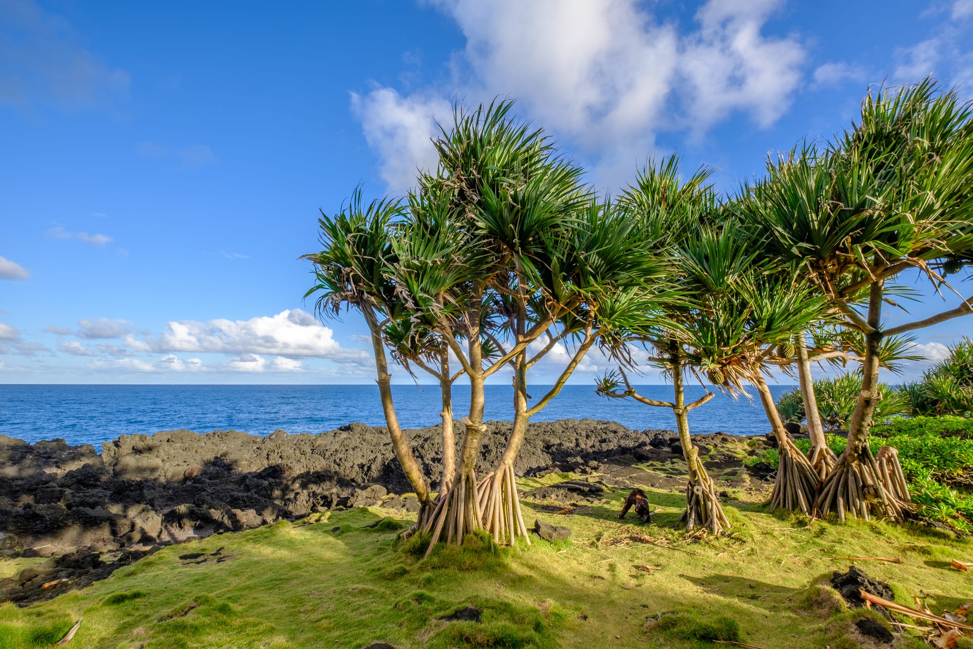 La Réunion mit dem Rad ab Küstenregion: Reunion Südküste Bäume und Meer