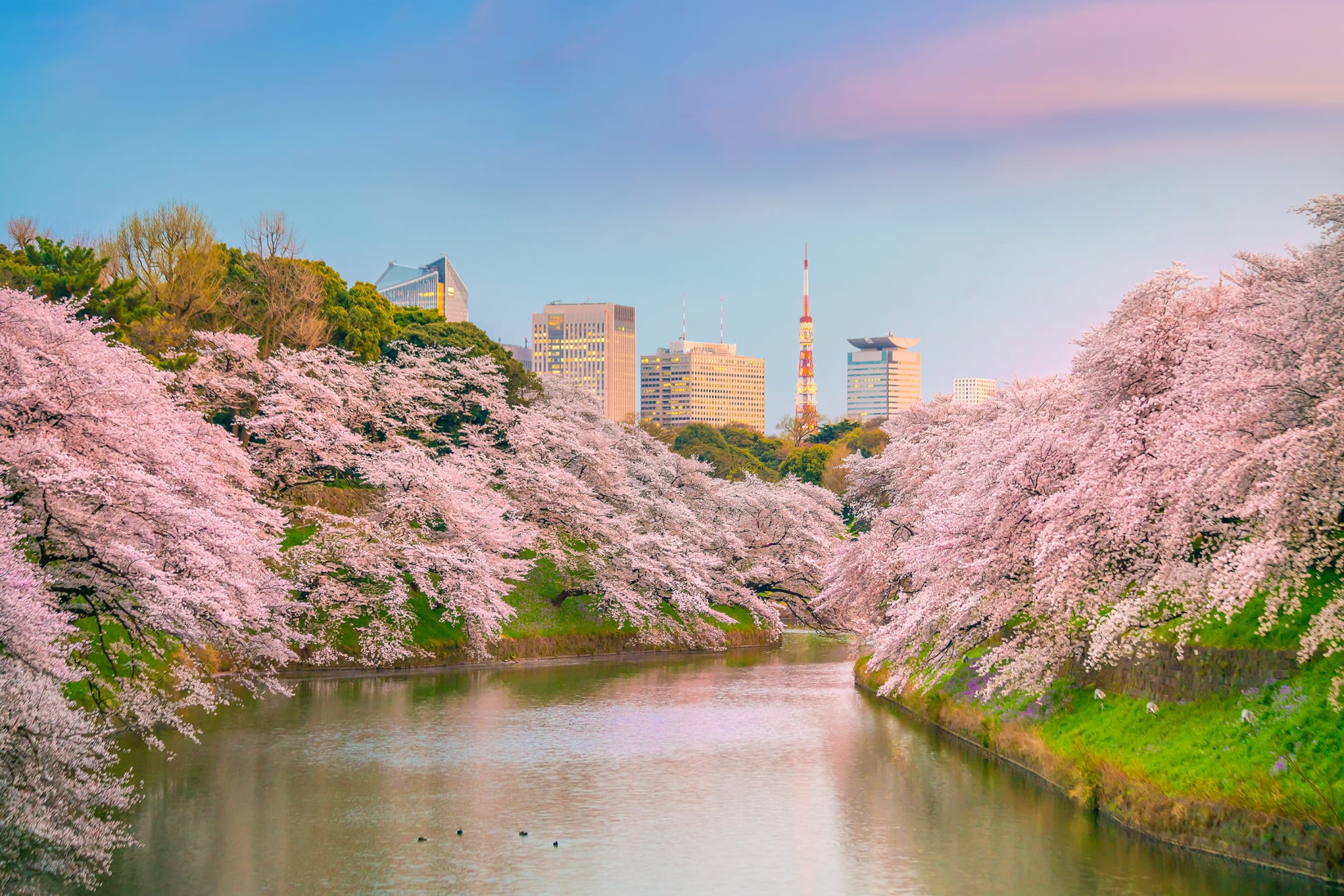 Japan individuell mit dem Zug ab Tokio: Japan Tokio Chidorigafuchi Park
