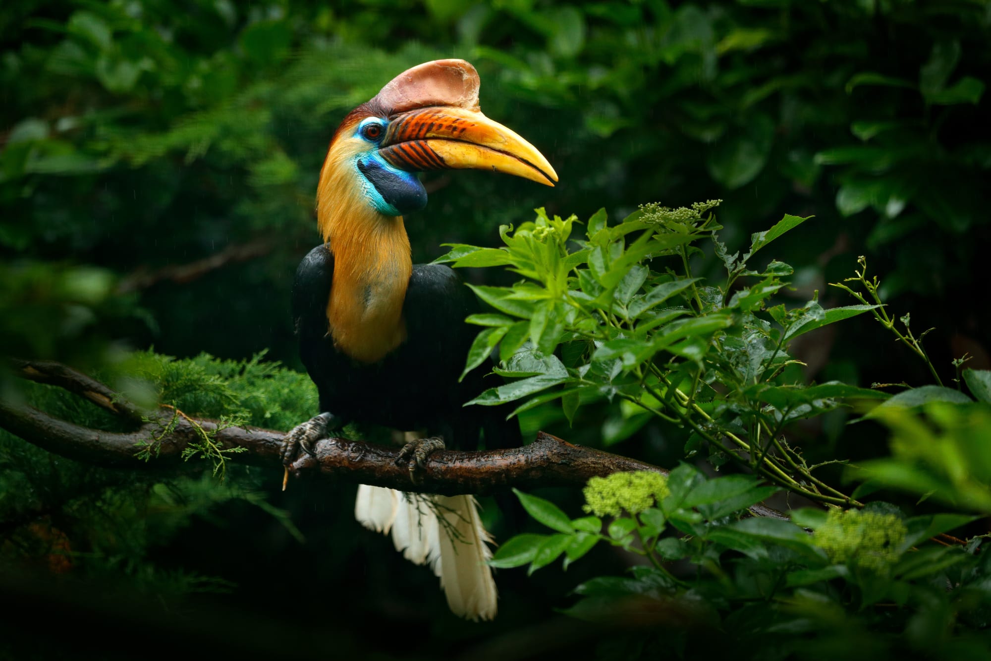 Borneo Wildlife - Tabin Wildlife Reserve ab Kota Kinabalu: Borneo Sabah Hornbill