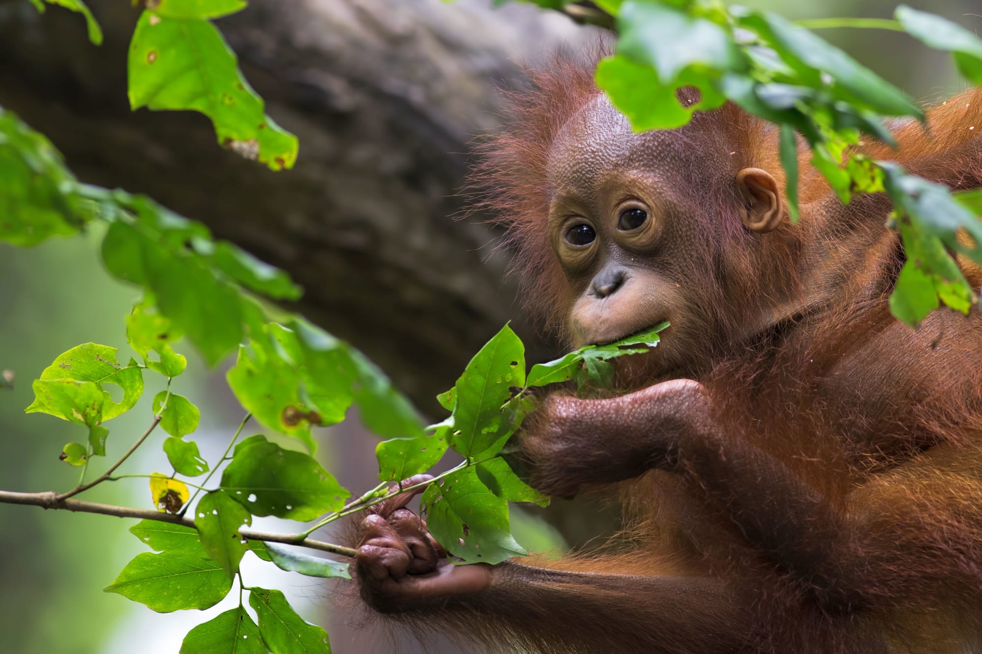 Natur Pur Sarawak ab Kuching: Borneo Orang Utan