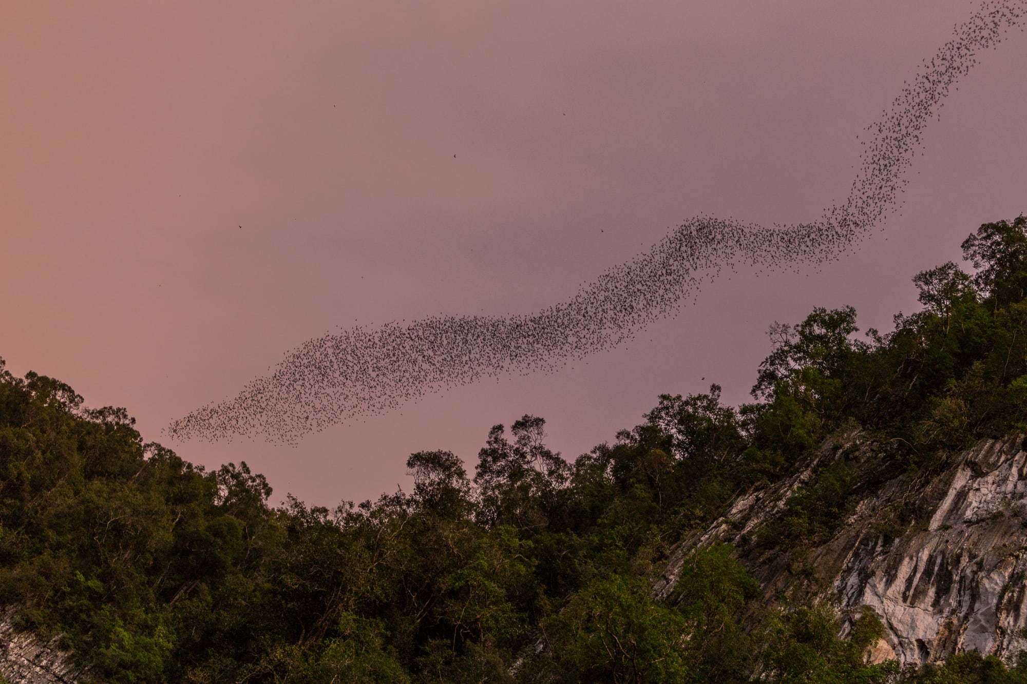 Mulu Nationalpark: Borneo Sarawak Mulu Nationalpark Fledermausschwarm