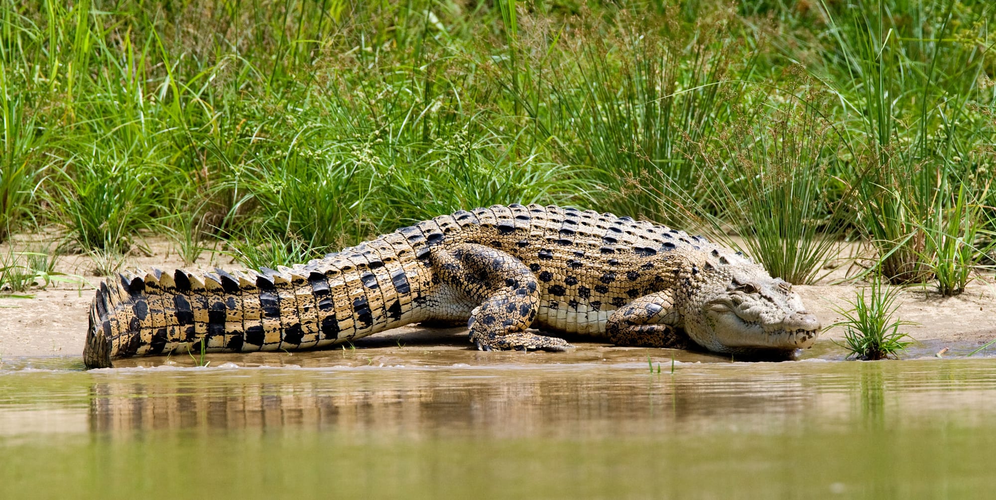 Borneo Wildlife - Tabin Wildlife Reserve ab Kota Kinabalu: Borneo Sabah Krokodil