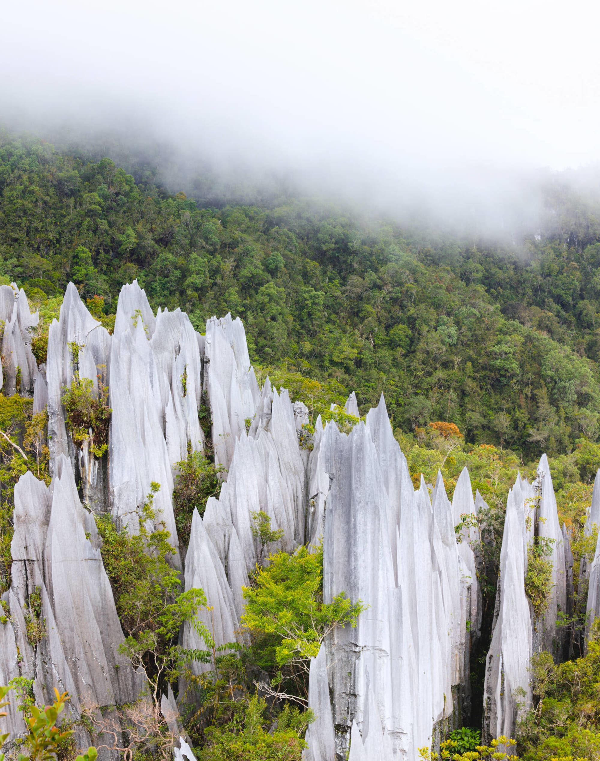 Mulu Nationalpark: Borneo Sarawak Mulu Nationalpark