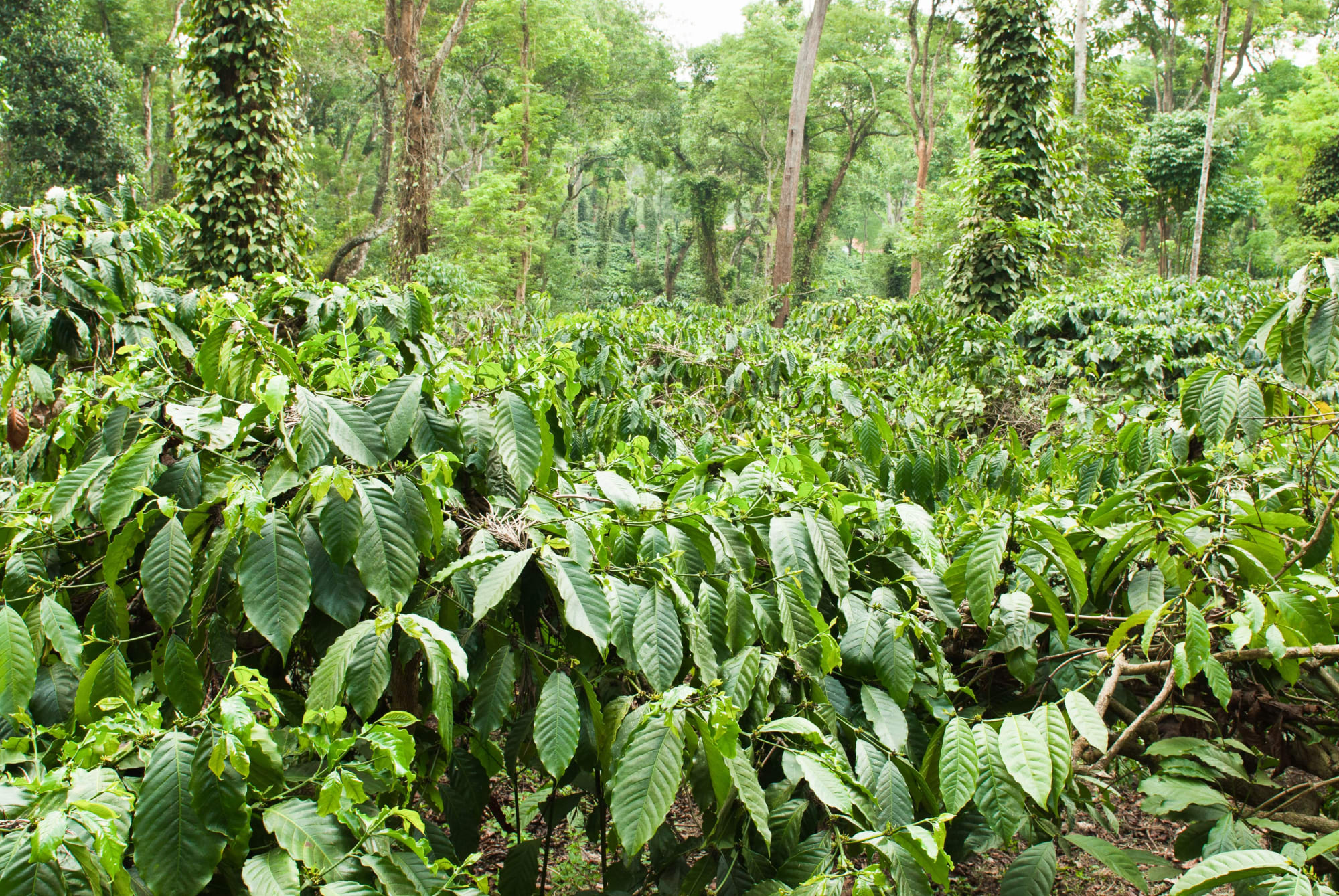Höhepunkte Karnatakas ab Karnataka | Bengaluru: Indien Coorg Kaffeeplantage