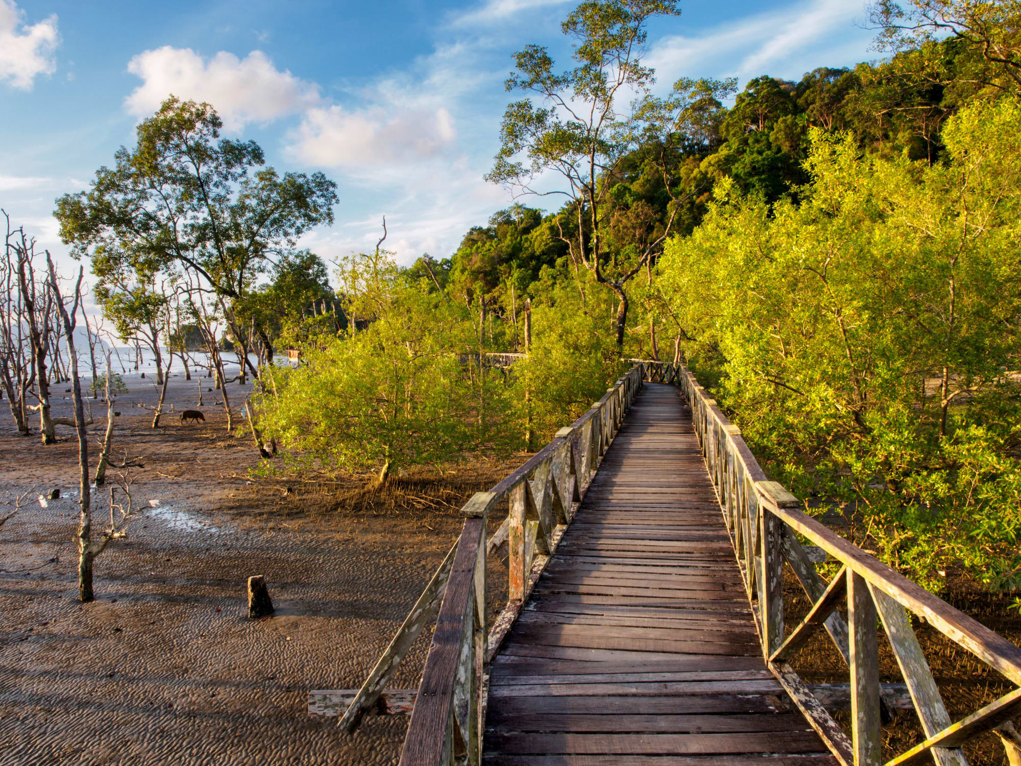 Natur Pur Sarawak ab Kuching: Borneo Sarawak Bako Nationalpark