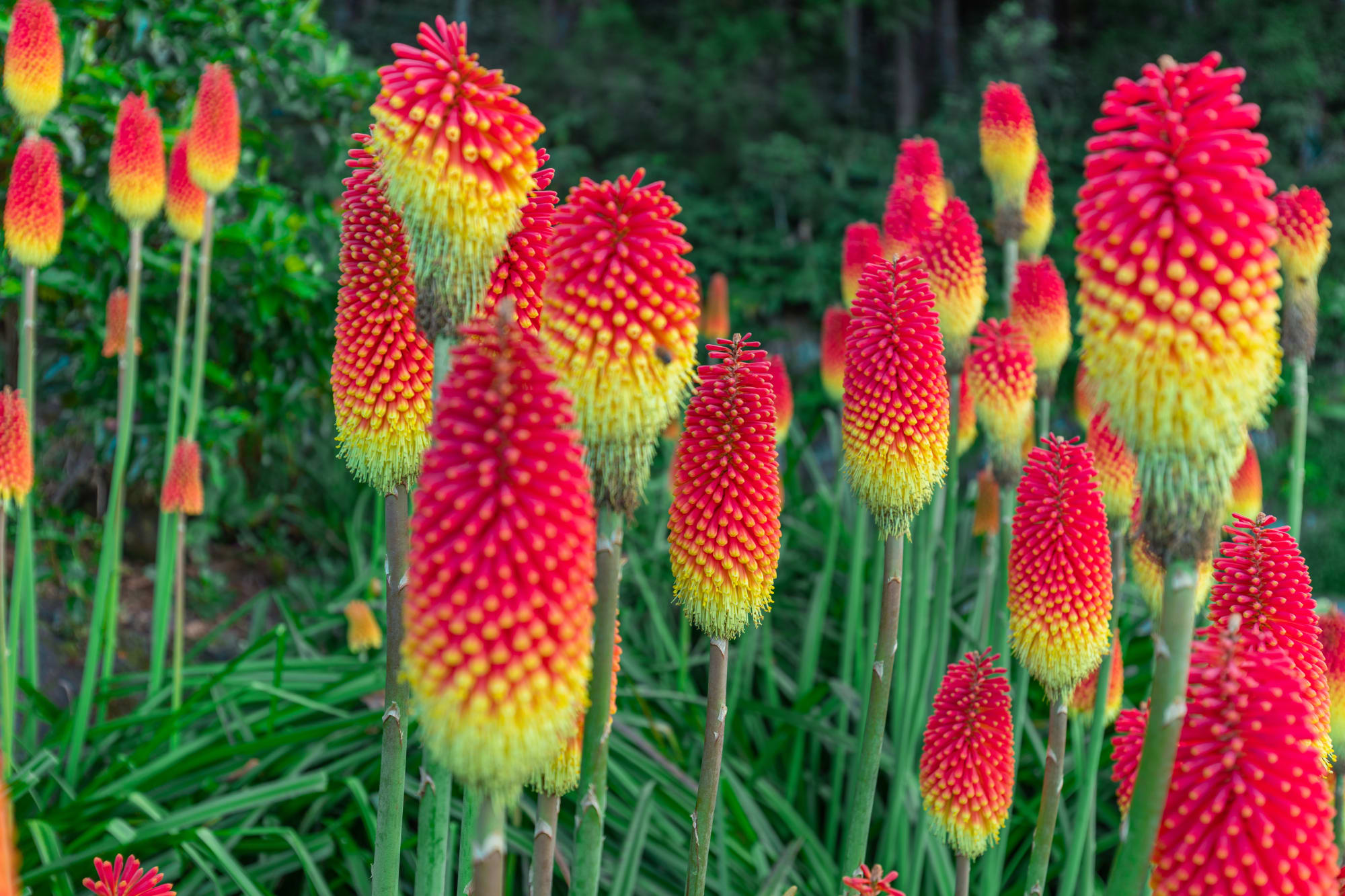 La Réunion mit dem Rad ab Küstenregion: Reunion Zentralregion Blumen