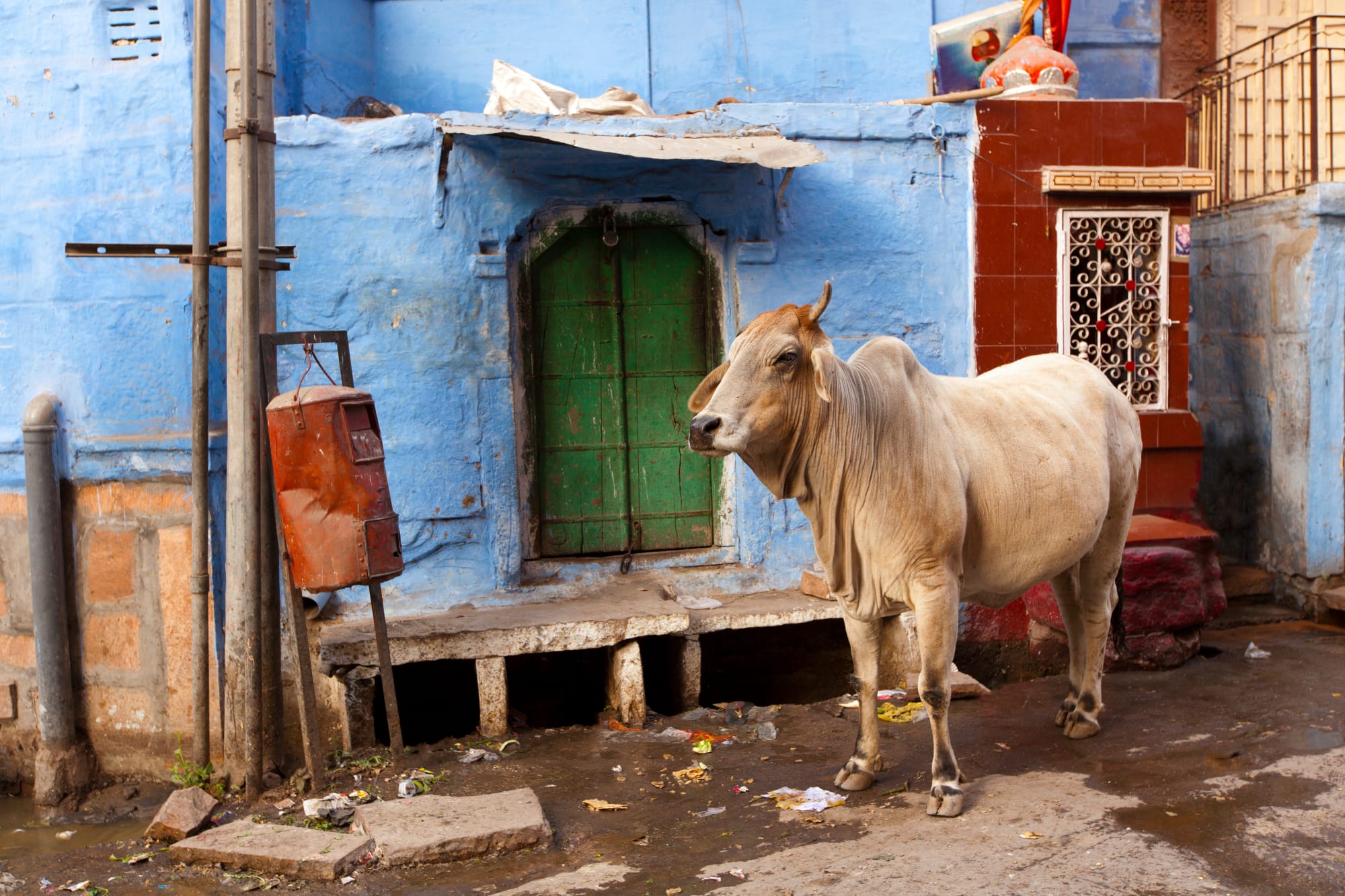 Auf den Spuren der Maharadschas ab Mumbai | Maharashtra: Indien Jodhpur Heilige Kuh