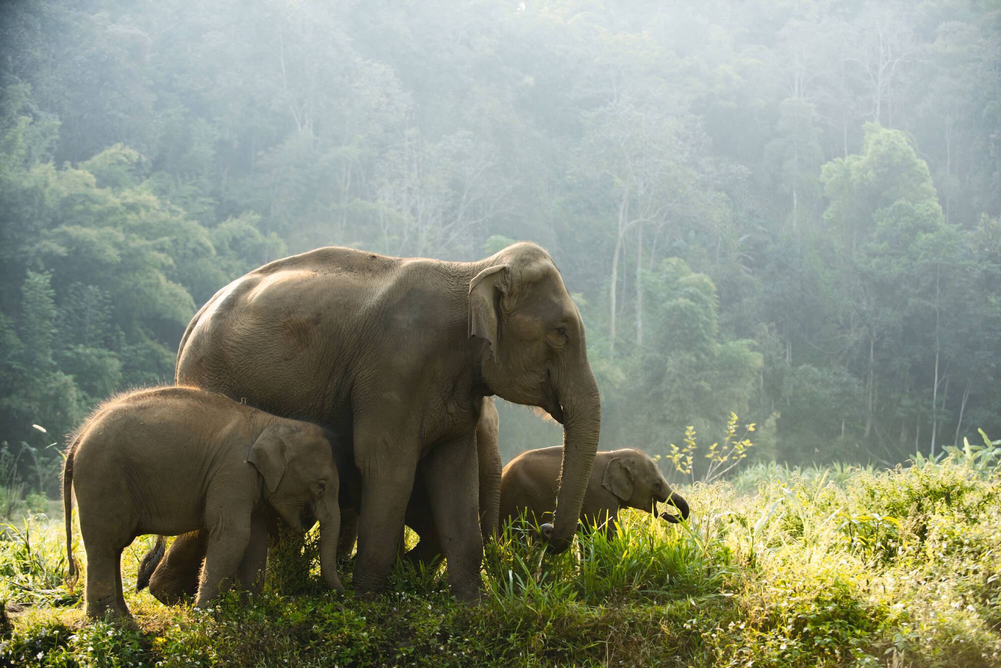 Familienabenteuer Thailand ab Bangkok: Thailand Elefantenfamilie