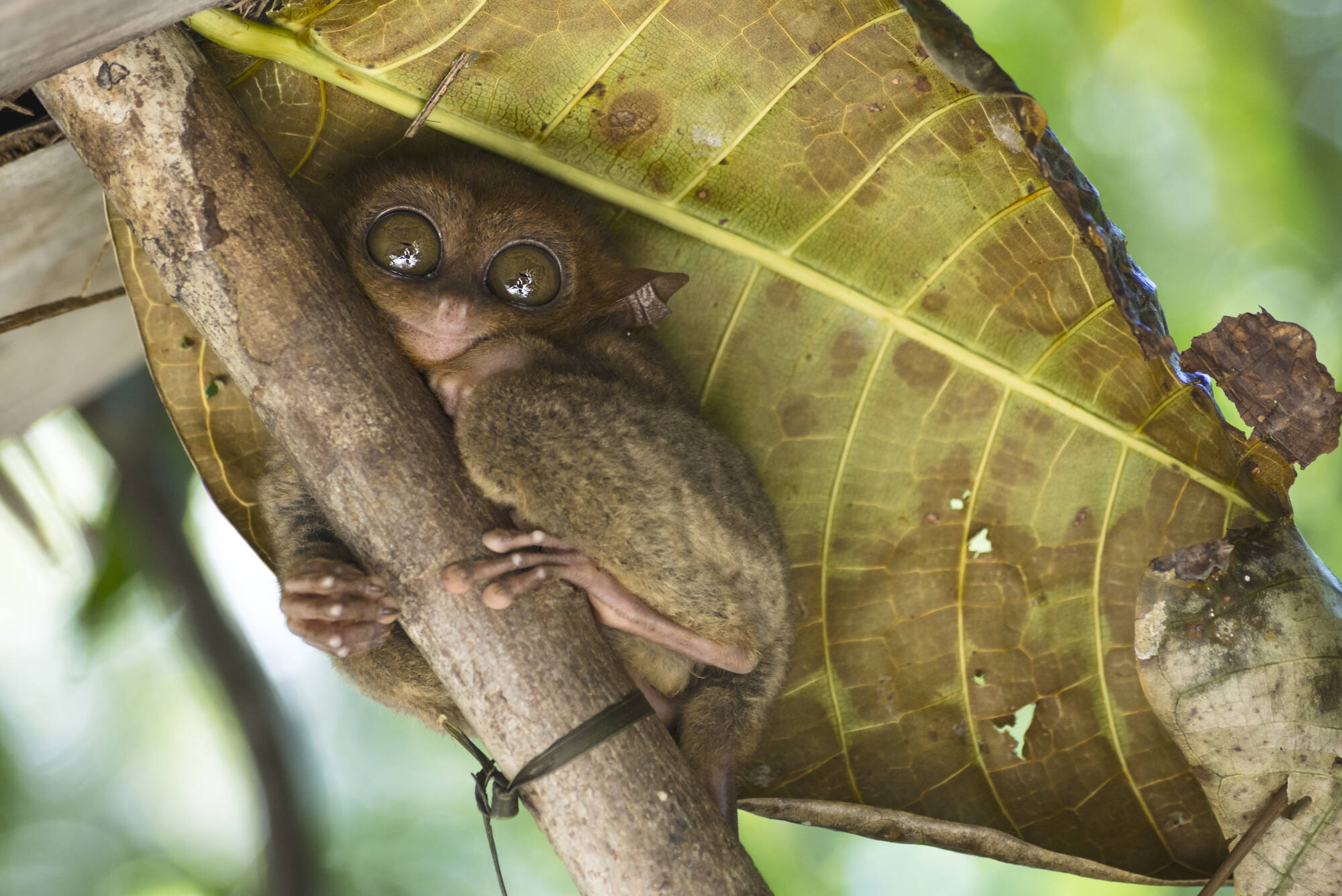 Naturschönheiten Bohols: Philippinen Bohol Tarsier