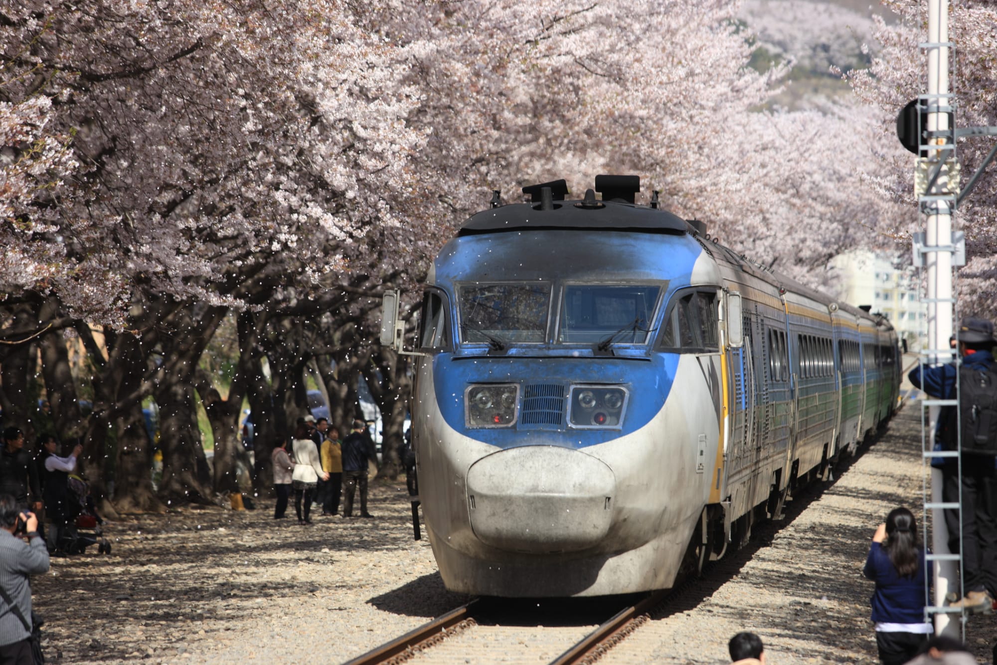 Südkorea individuell mit dem Zug ab Seoul: Suedkorea Zug Kirschbluete