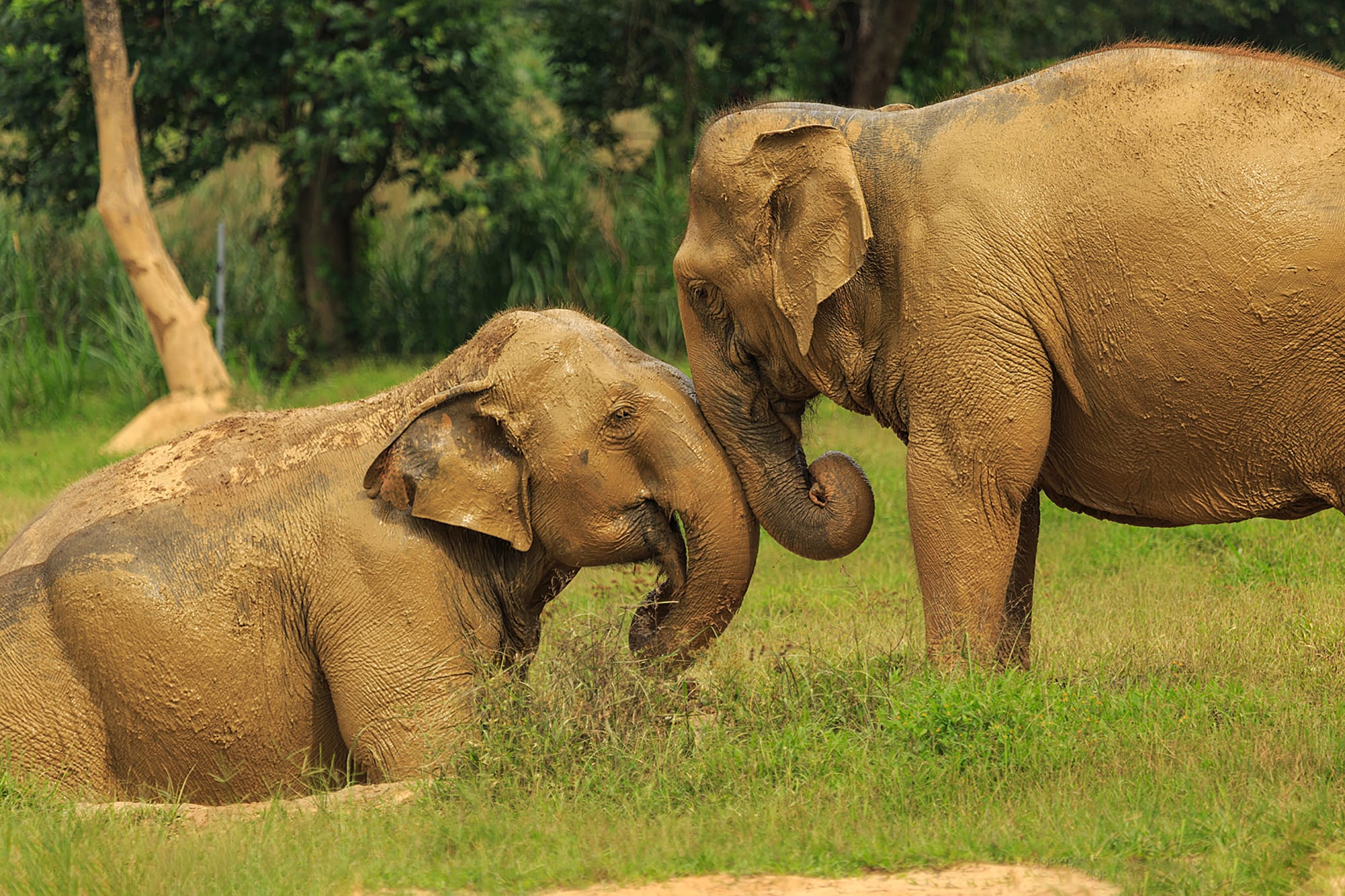 Familienabenteuer Thailand ab Bangkok: Thailand Khao Sok Nationalpark Elephant Hills Camp