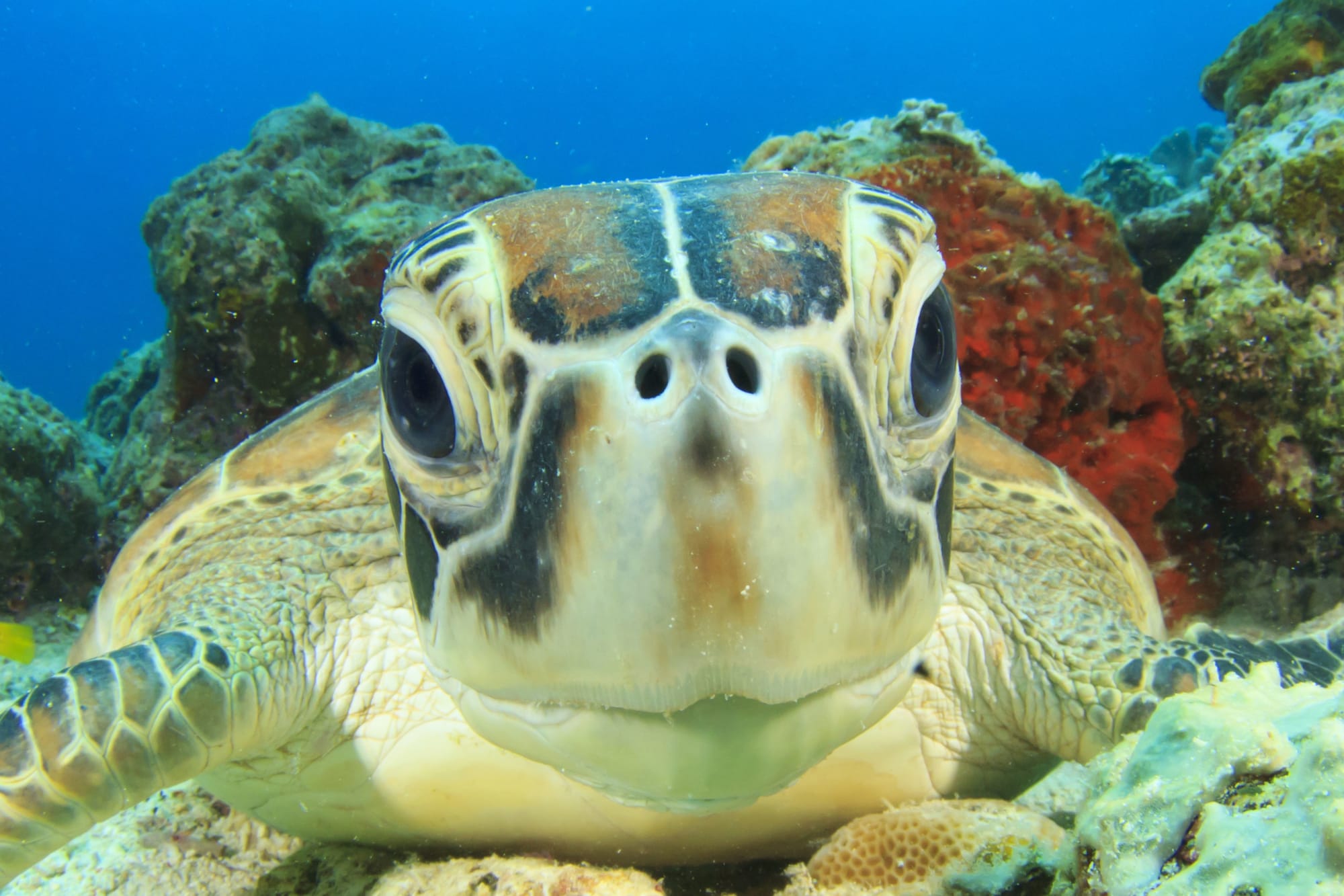 Die südlichen Visayas ab Bohol: Philippinen Schildkröte