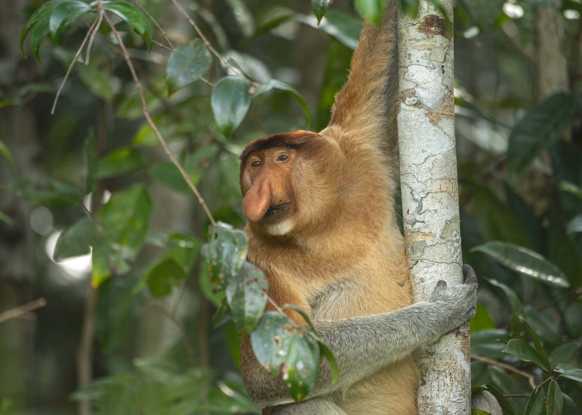 Tanjung Puting Nationalpark ab Palangkaraya: Indonesien Kalimantan Tanjung Puting NP Rüsselaffe